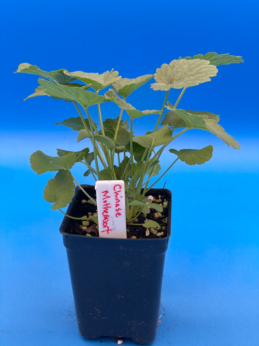 Motherwort, Chinese Live 3" Starter Plant - Amazing Pollinator Plant! Leonurus Artemisia