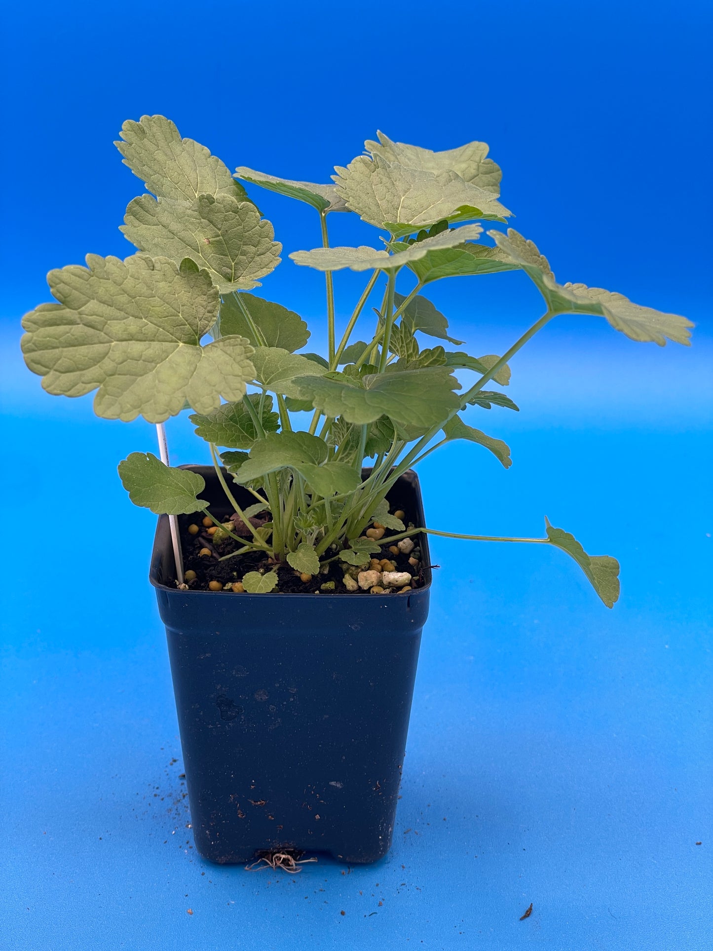 Motherwort, Chinese Live 3" Starter Plant - Amazing Pollinator Plant! Leonurus Artemisia