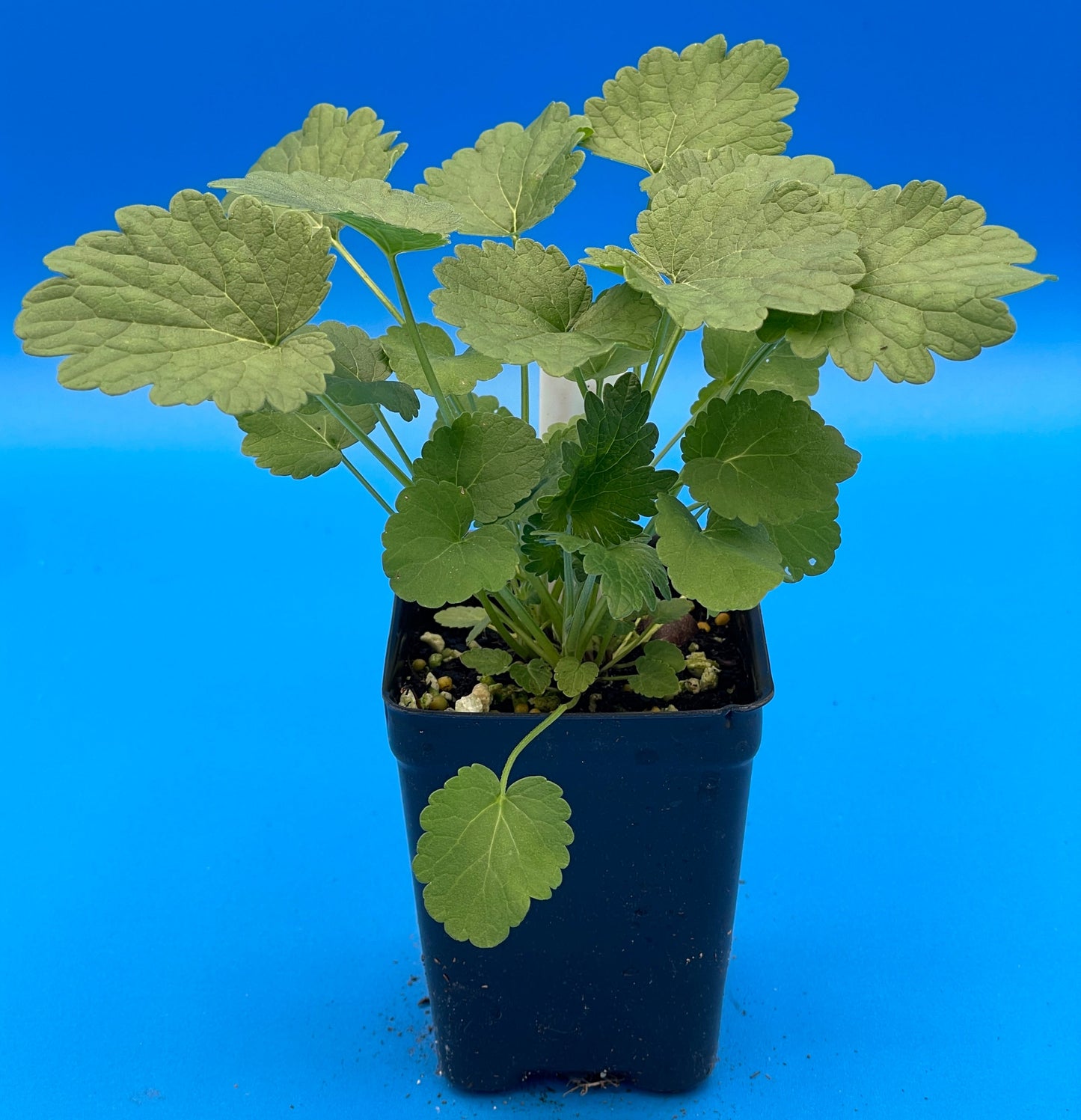 Motherwort, Chinese Live 3" Starter Plant - Amazing Pollinator Plant! Leonurus Artemisia