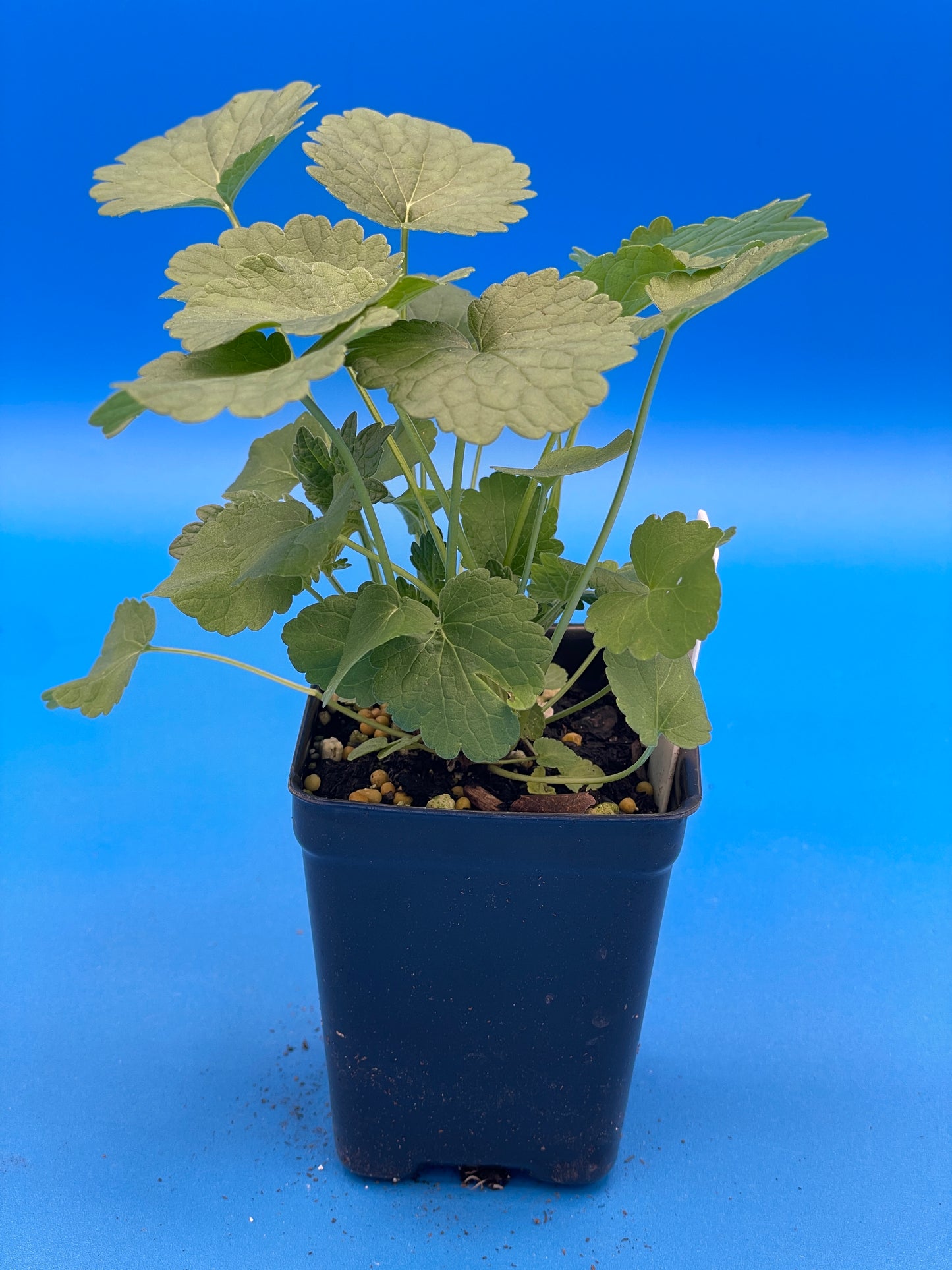 Motherwort, Chinese Live 3" Starter Plant - Amazing Pollinator Plant! Leonurus Artemisia