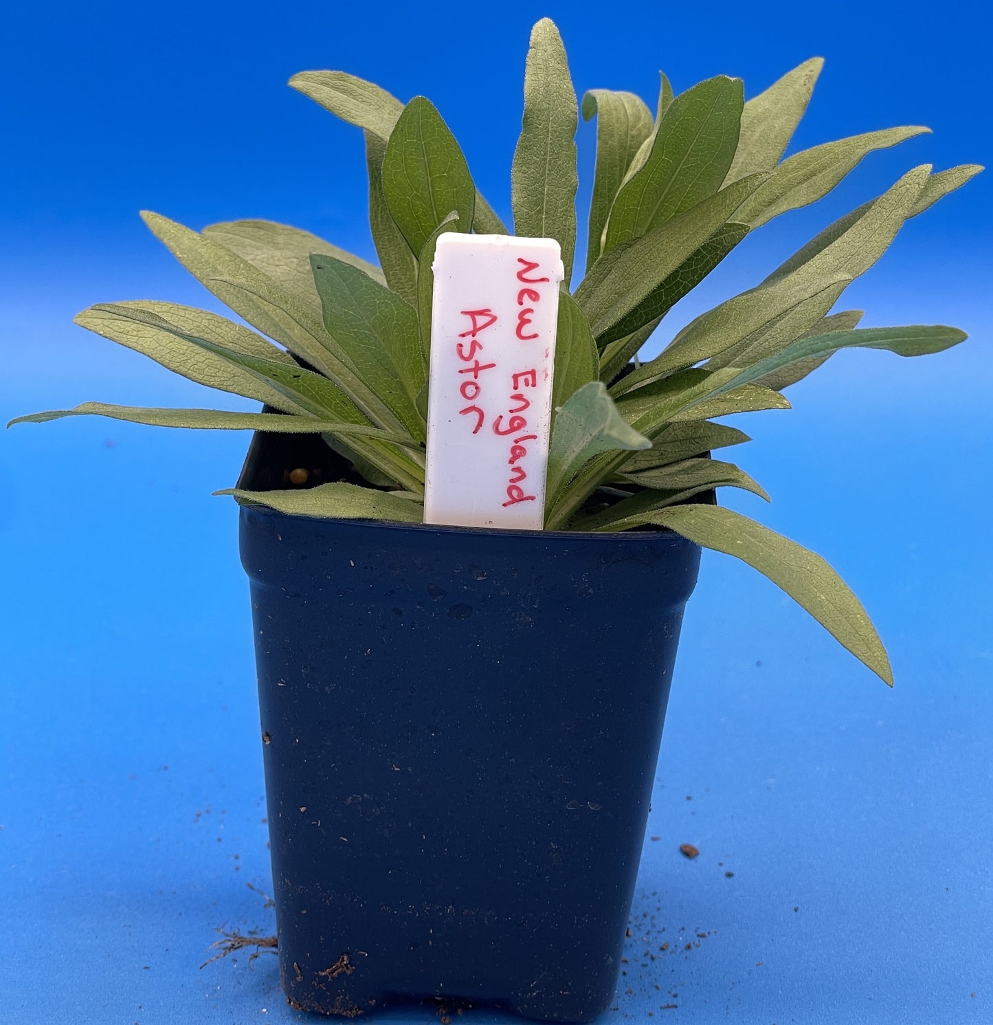 Aster, New England Live Starter Plant - Symphyotrichum Novae-angliae - 3" pot - Beautiful Blooms! No Shipping To California Or Arizona