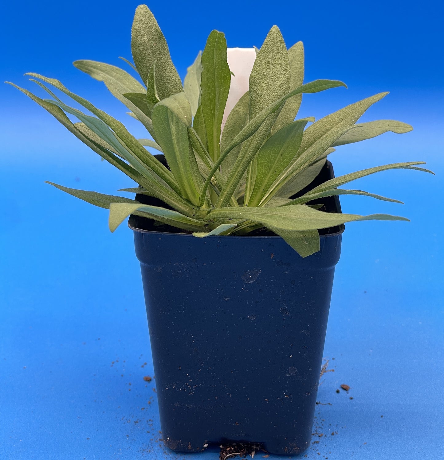 Aster, New England Live Starter Plant - Symphyotrichum Novae-angliae - 3" pot - Beautiful Blooms! No Shipping To California Or Arizona