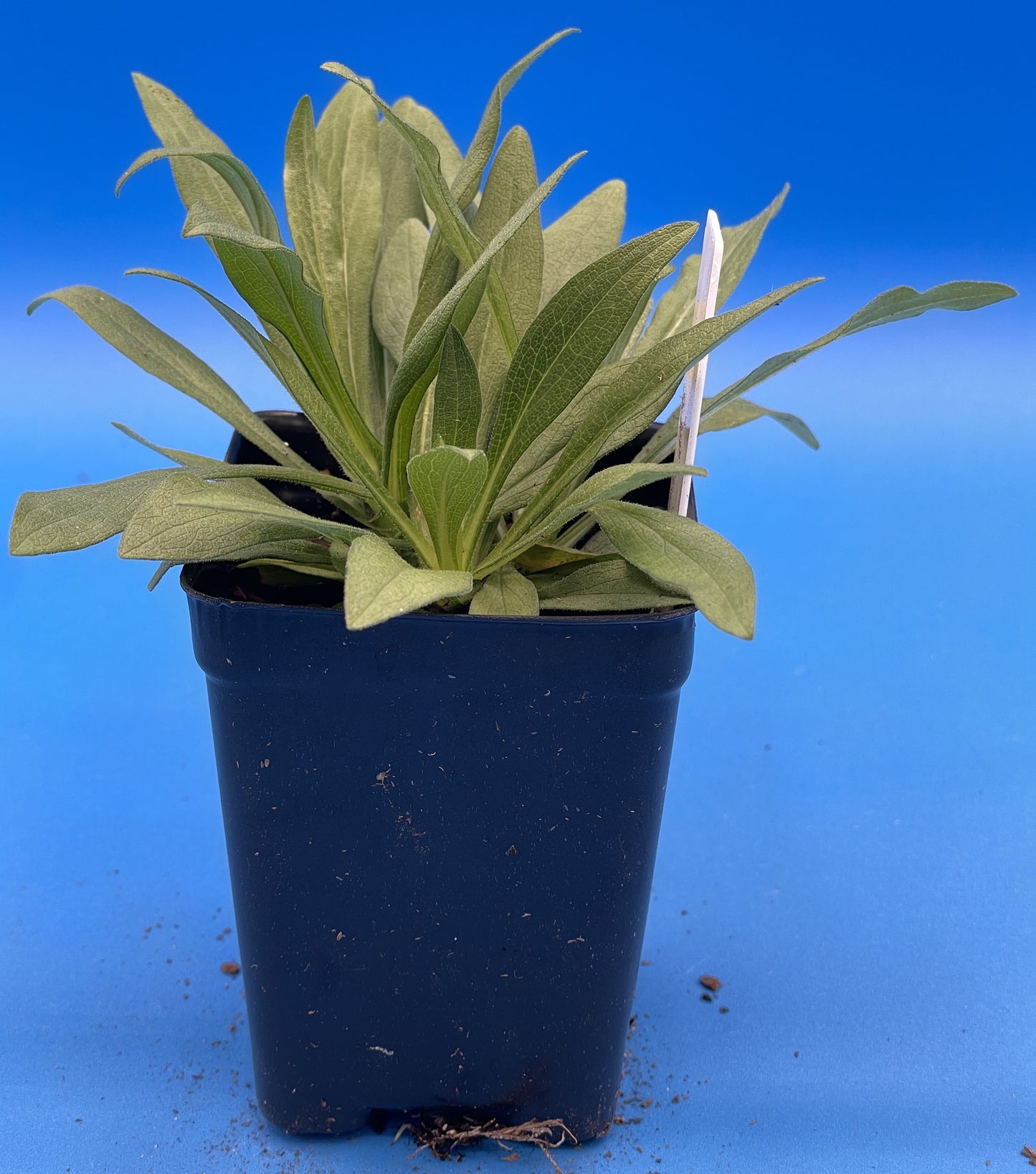 Aster, New England Live Starter Plant - Symphyotrichum Novae-angliae - 3" pot - Beautiful Blooms! No Shipping To California Or Arizona