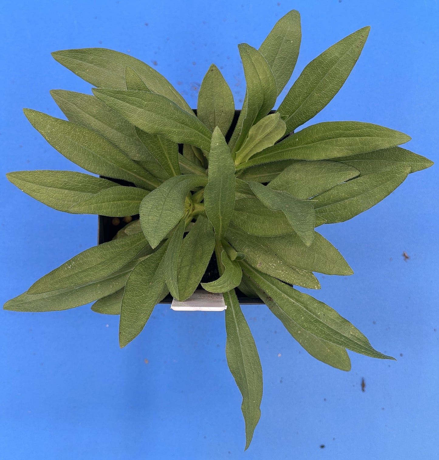 Aster, New England Live Starter Plant - Symphyotrichum Novae-angliae - 3" pot - Beautiful Blooms! No Shipping To California Or Arizona