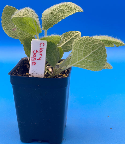 Sage, Clary Live 3" Starter Plant - Salvia Sclarea -Amazing Pollinator Plant!