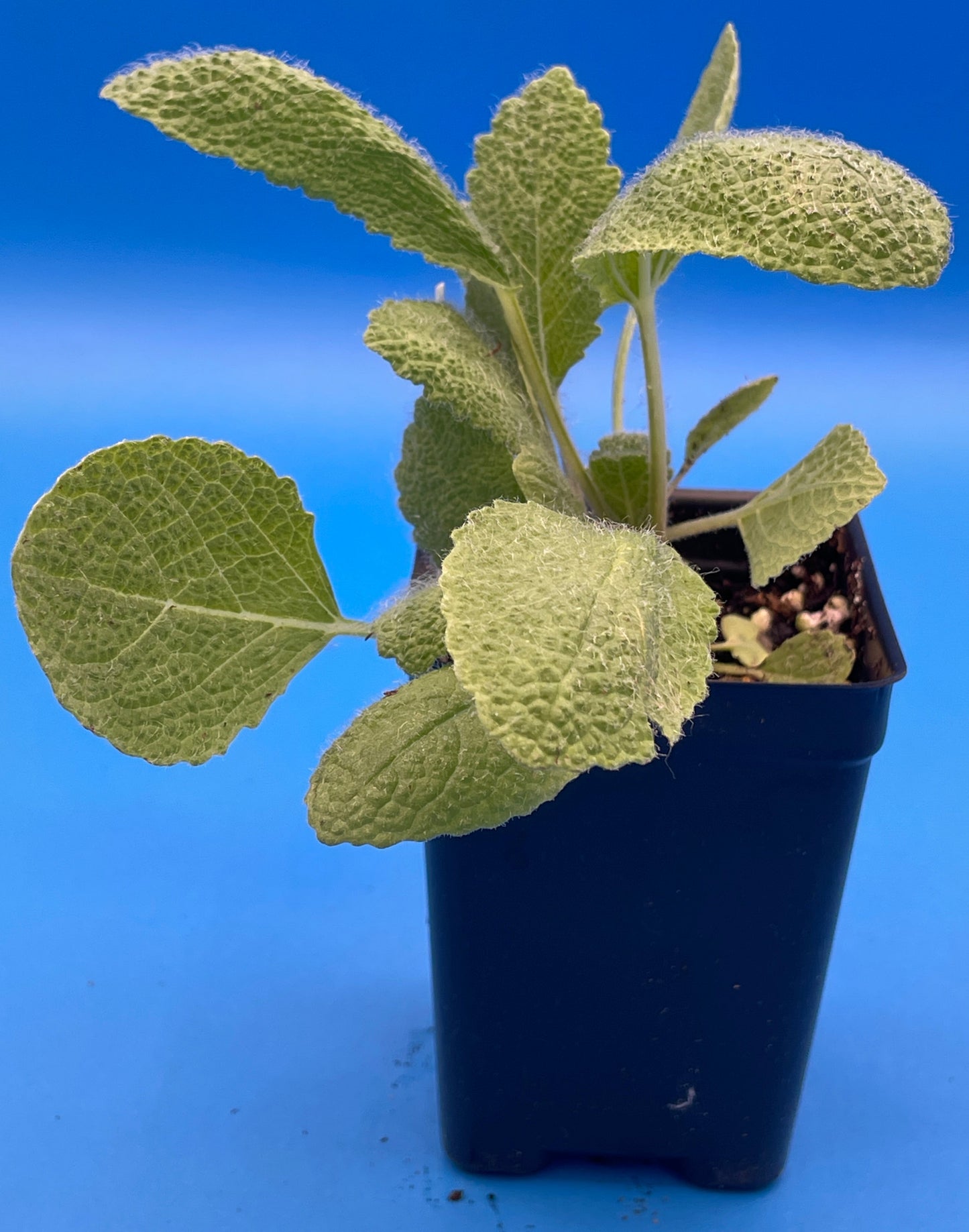 Sage, Clary Live 3" Starter Plant - Salvia Sclarea -Amazing Pollinator Plant!