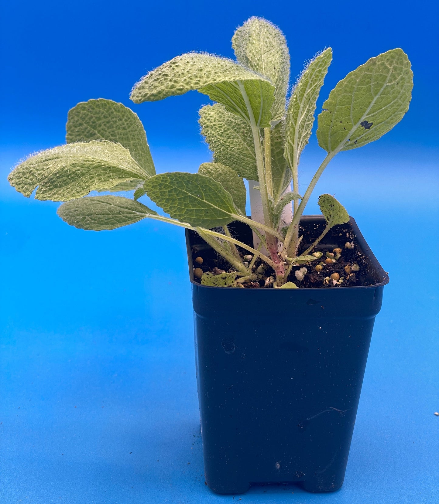 Sage, Clary Live 3" Starter Plant - Salvia Sclarea -Amazing Pollinator Plant!