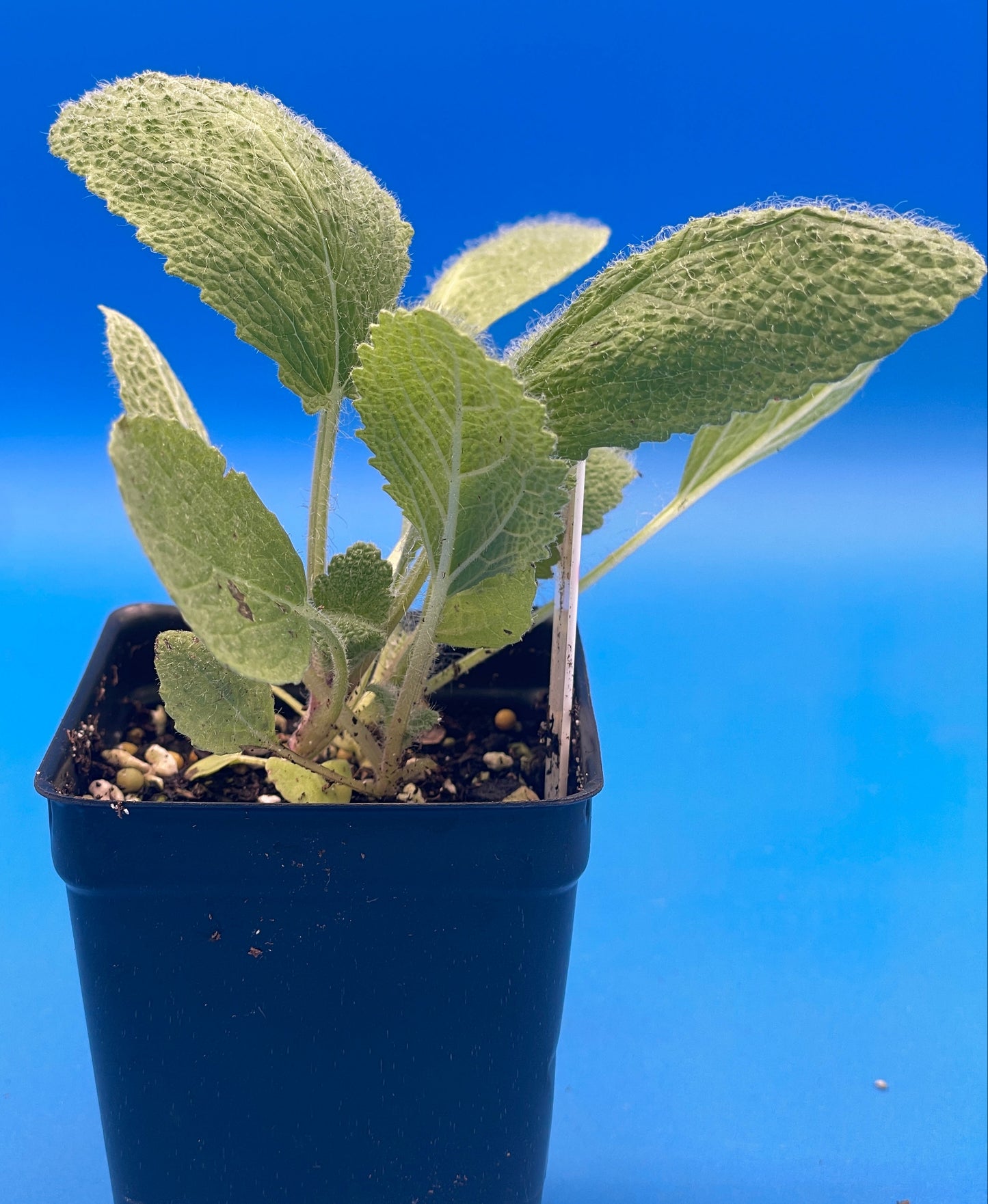 Sage, Clary Live 3" Starter Plant - Salvia Sclarea -Amazing Pollinator Plant!