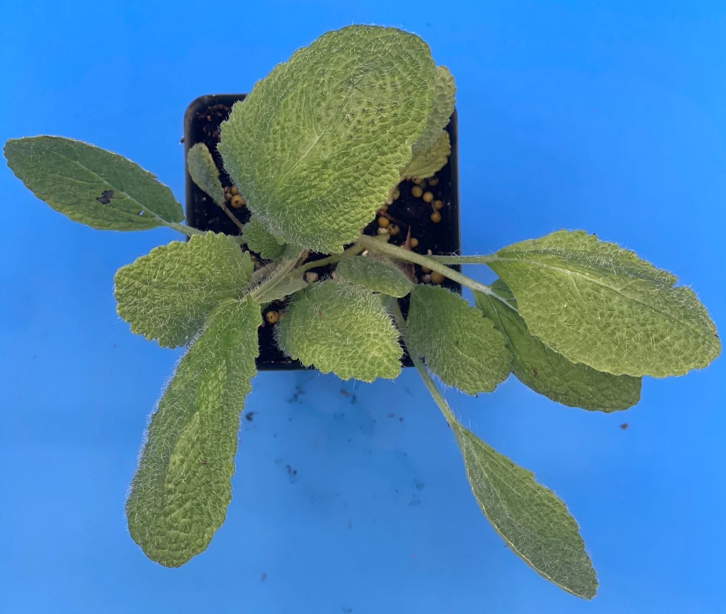Sage, Clary Live 3" Starter Plant - Salvia Sclarea -Amazing Pollinator Plant!