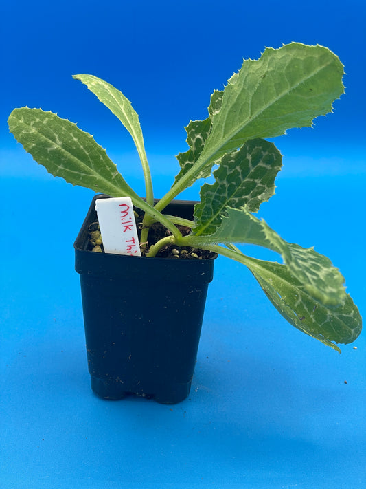 Milk Thistle Starter Plant Silybum Marianum , 3" Pot , Great Cool Season Plant for South Climates! - No Shipping To California Or Arizona!