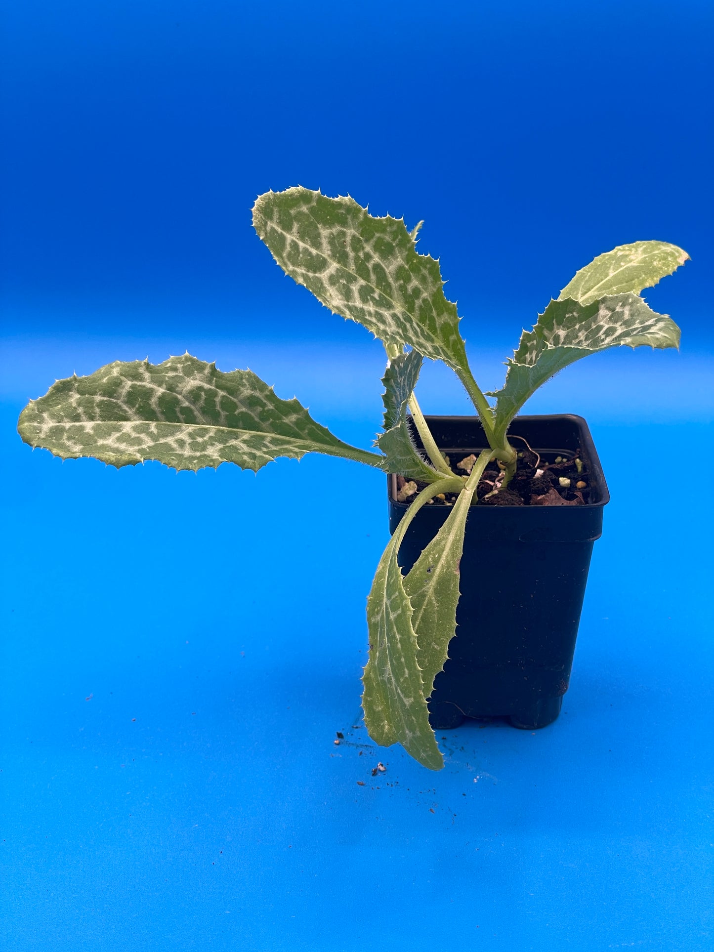 Milk Thistle Starter Plant Silybum Marianum , 3" Pot , Great Cool Season Plant for South Climates! - No Shipping To California Or Arizona!