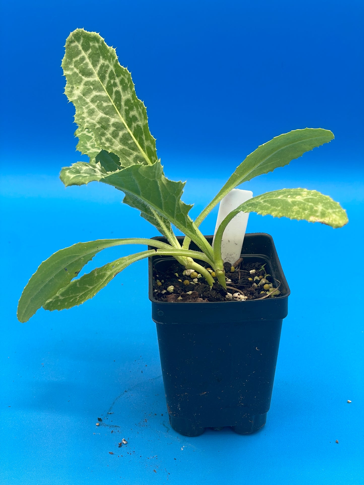 Milk Thistle Starter Plant Silybum Marianum , 3" Pot , Great Cool Season Plant for South Climates! - No Shipping To California Or Arizona!