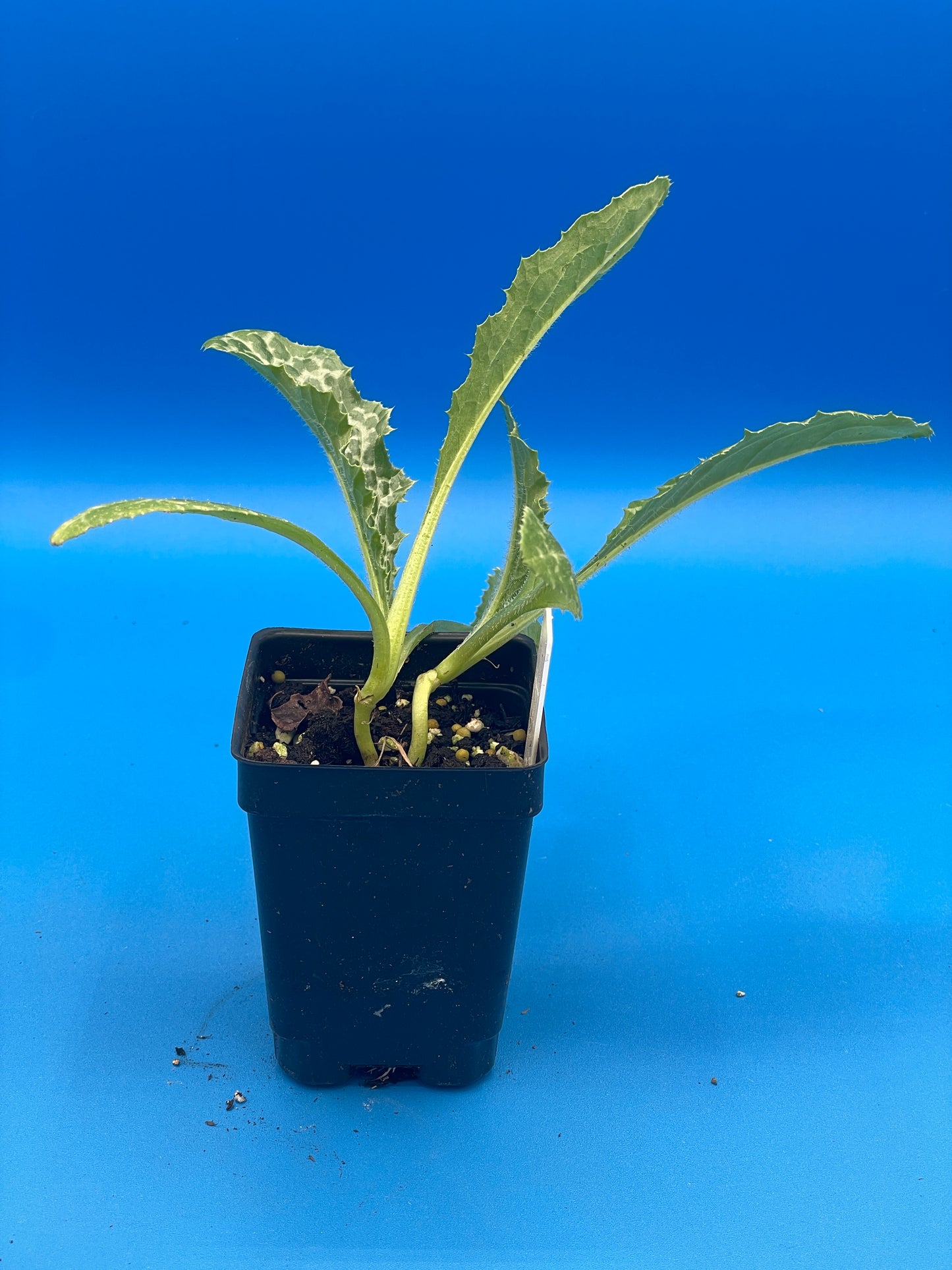 Milk Thistle Starter Plant Silybum Marianum , 3" Pot , Great Cool Season Plant for South Climates! - No Shipping To California Or Arizona!
