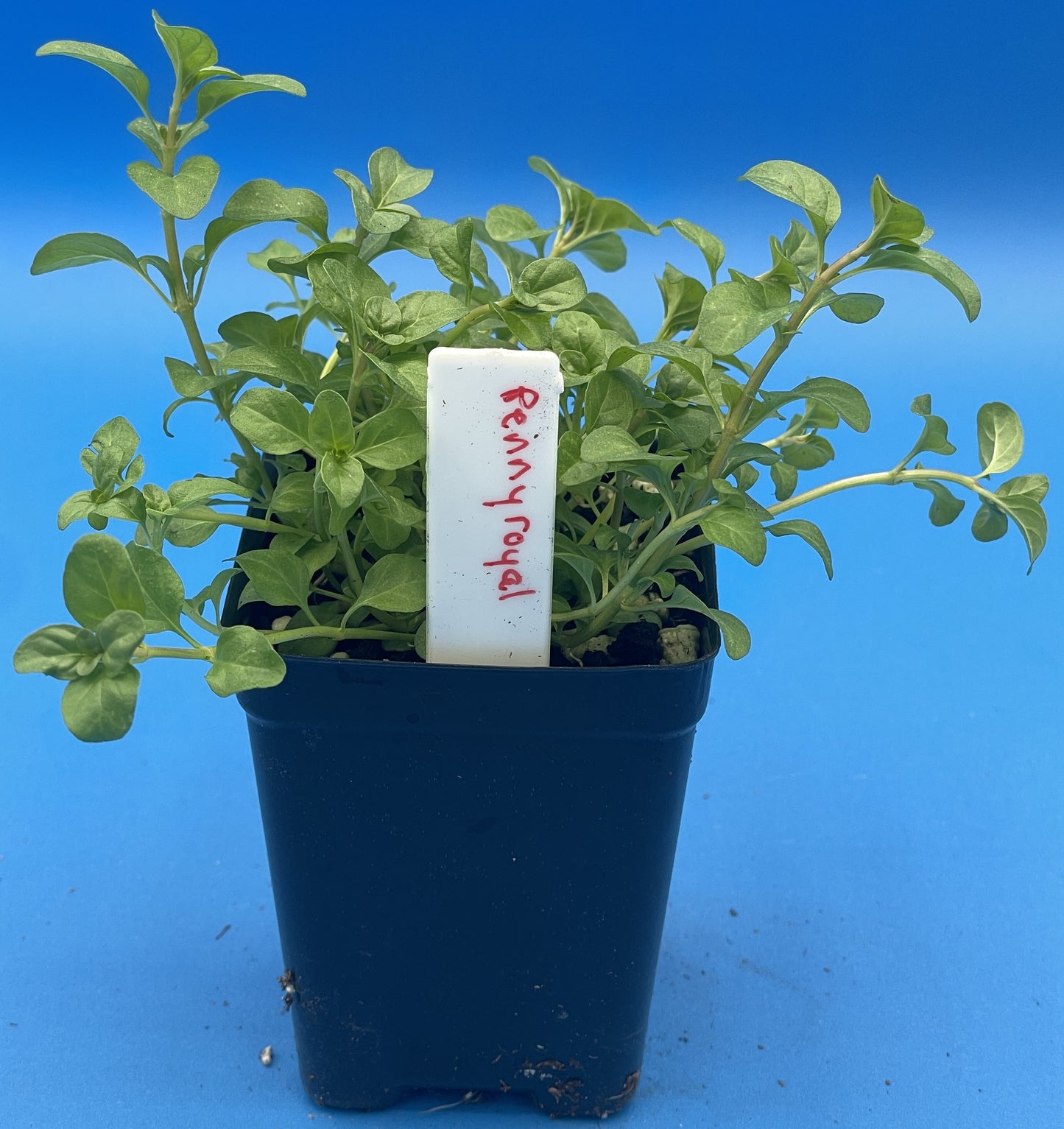 Pennyroyal Starter Plant - Mentha pulegium - Ships In 3" pots - Smells Strongly Of Anise And Mint - No Shipping To California Or Arizona!