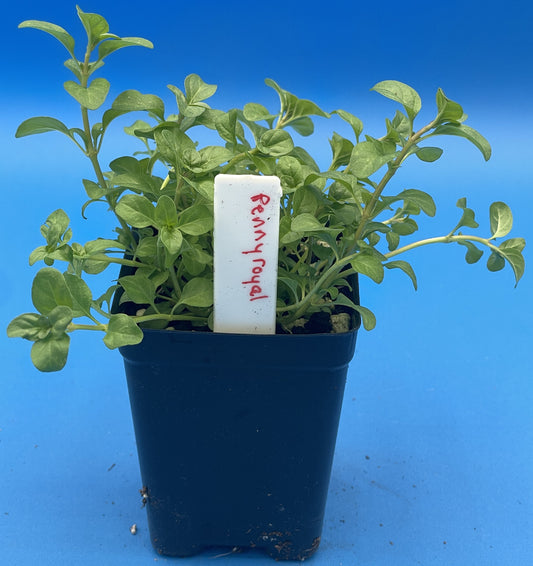 Pennyroyal Starter Plant - Mentha pulegium - Ships In 3" pots - Smells Strongly Of Anise And Mint - No Shipping To California Or Arizona!