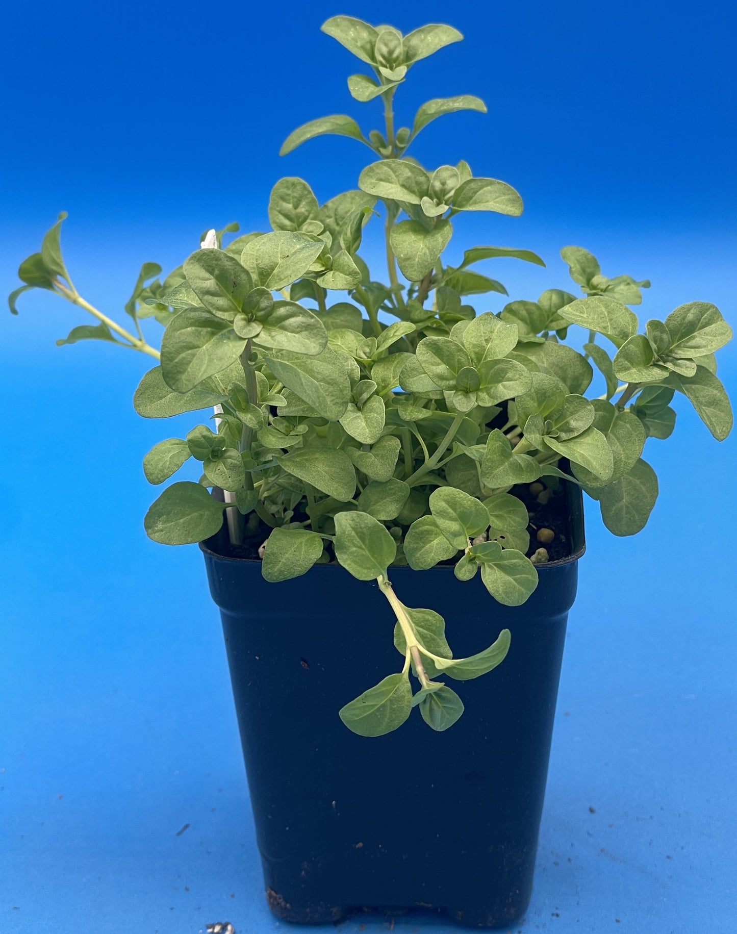 Pennyroyal Starter Plant - Mentha pulegium - Ships In 3" pots - Smells Strongly Of Anise And Mint - No Shipping To California Or Arizona!