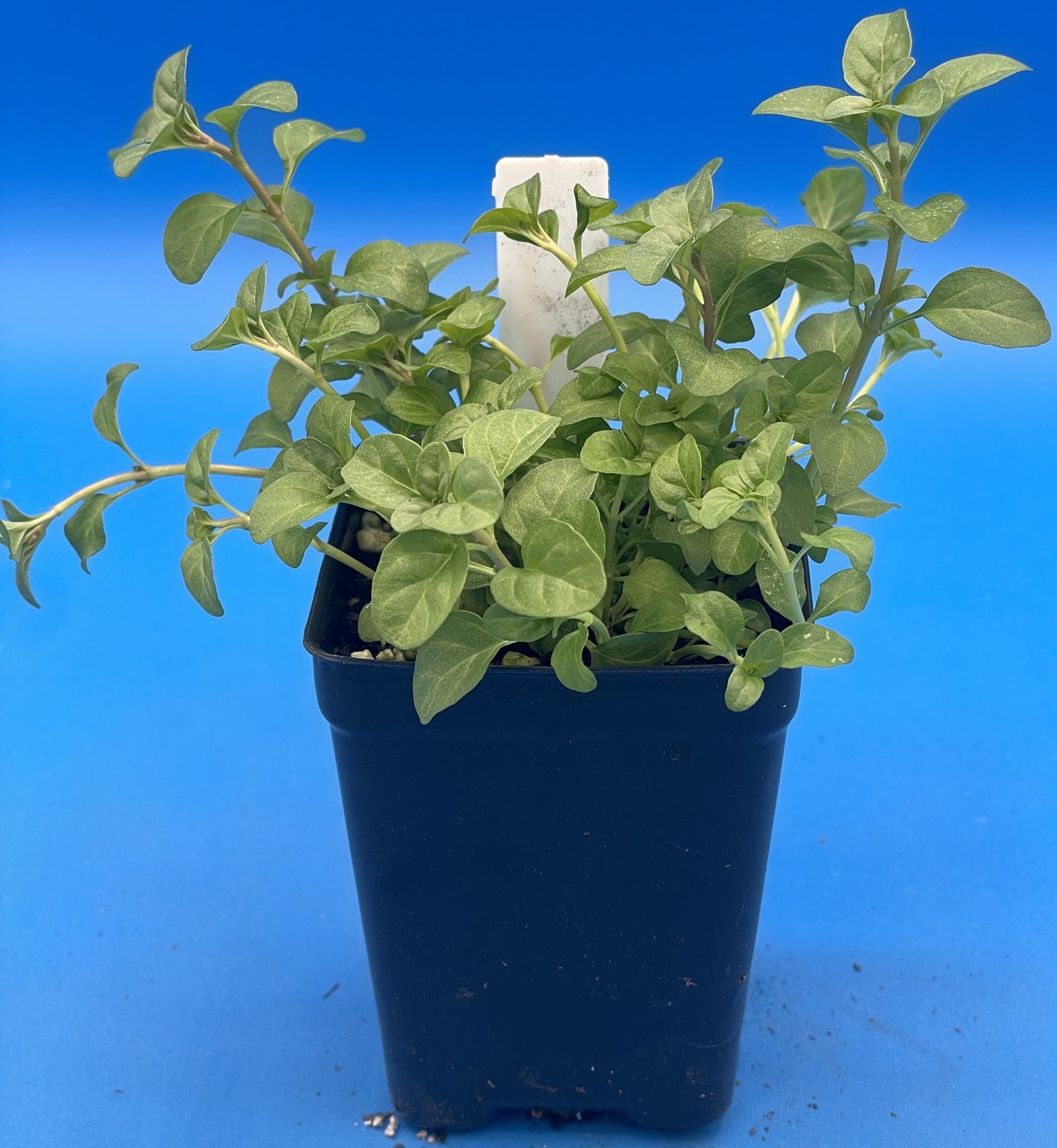 Pennyroyal Starter Plant - Mentha pulegium - Ships In 3" pots - Smells Strongly Of Anise And Mint - No Shipping To California Or Arizona!