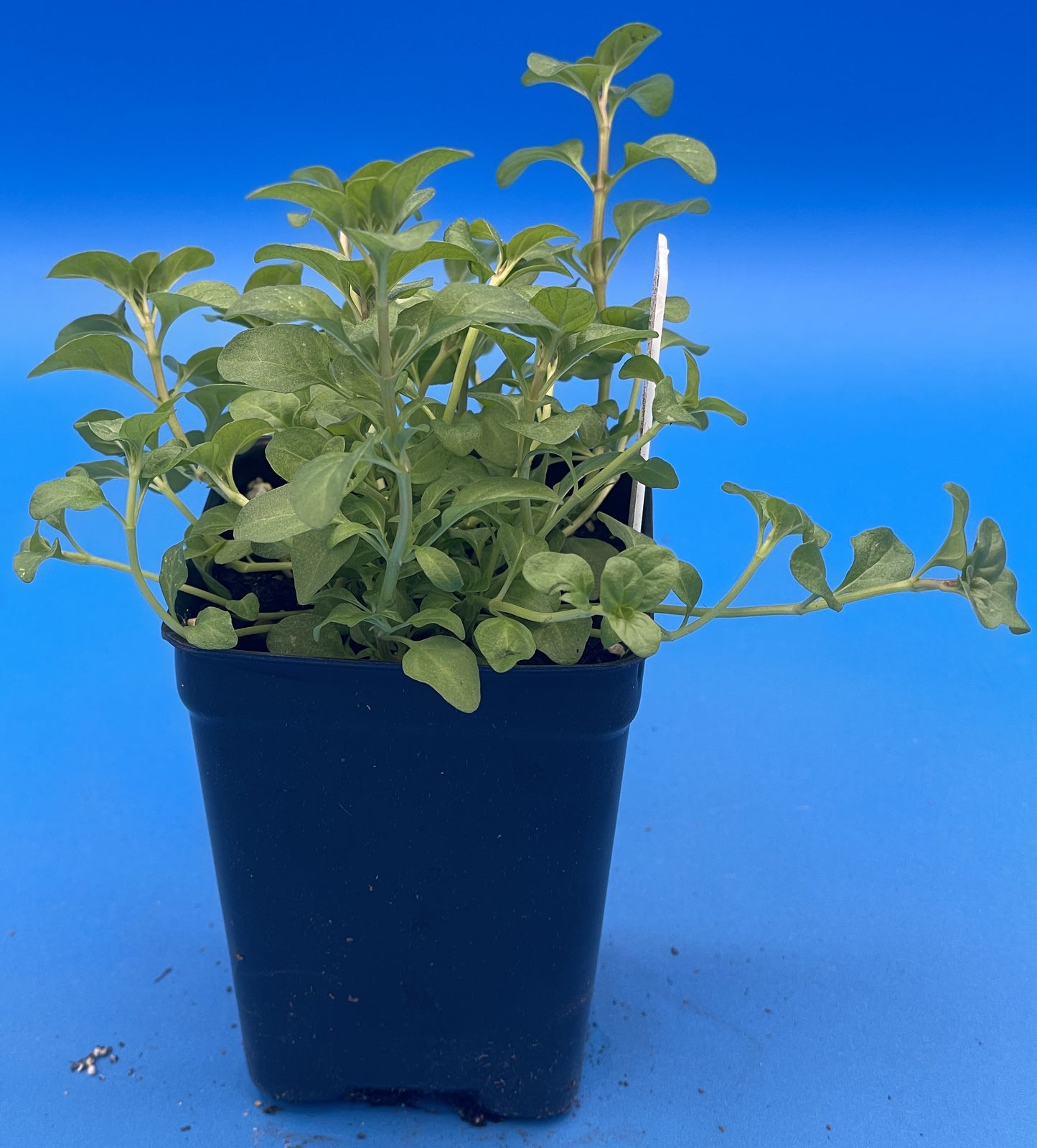 Pennyroyal Starter Plant - Mentha pulegium - Ships In 3" pots - Smells Strongly Of Anise And Mint - No Shipping To California Or Arizona!