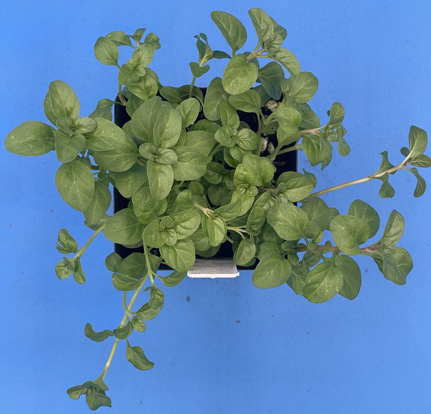 Pennyroyal Starter Plant - Mentha pulegium - Ships In 3" pots - Smells Strongly Of Anise And Mint - No Shipping To California Or Arizona!