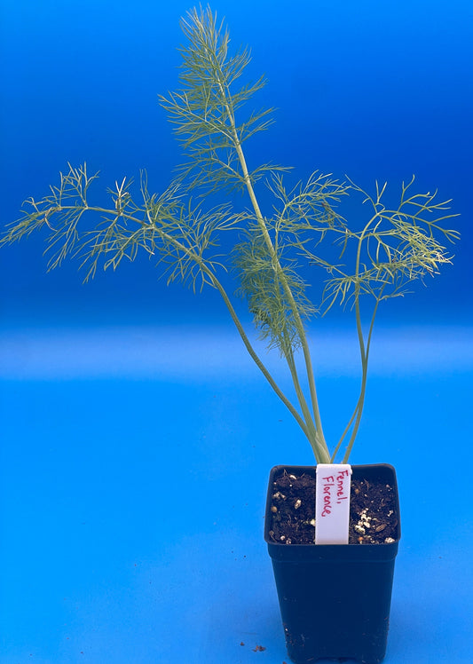 Fennel, Florence Starter Plant - Foeniculum Vulgare - No Shipping To Cailifornia Or Arizona!