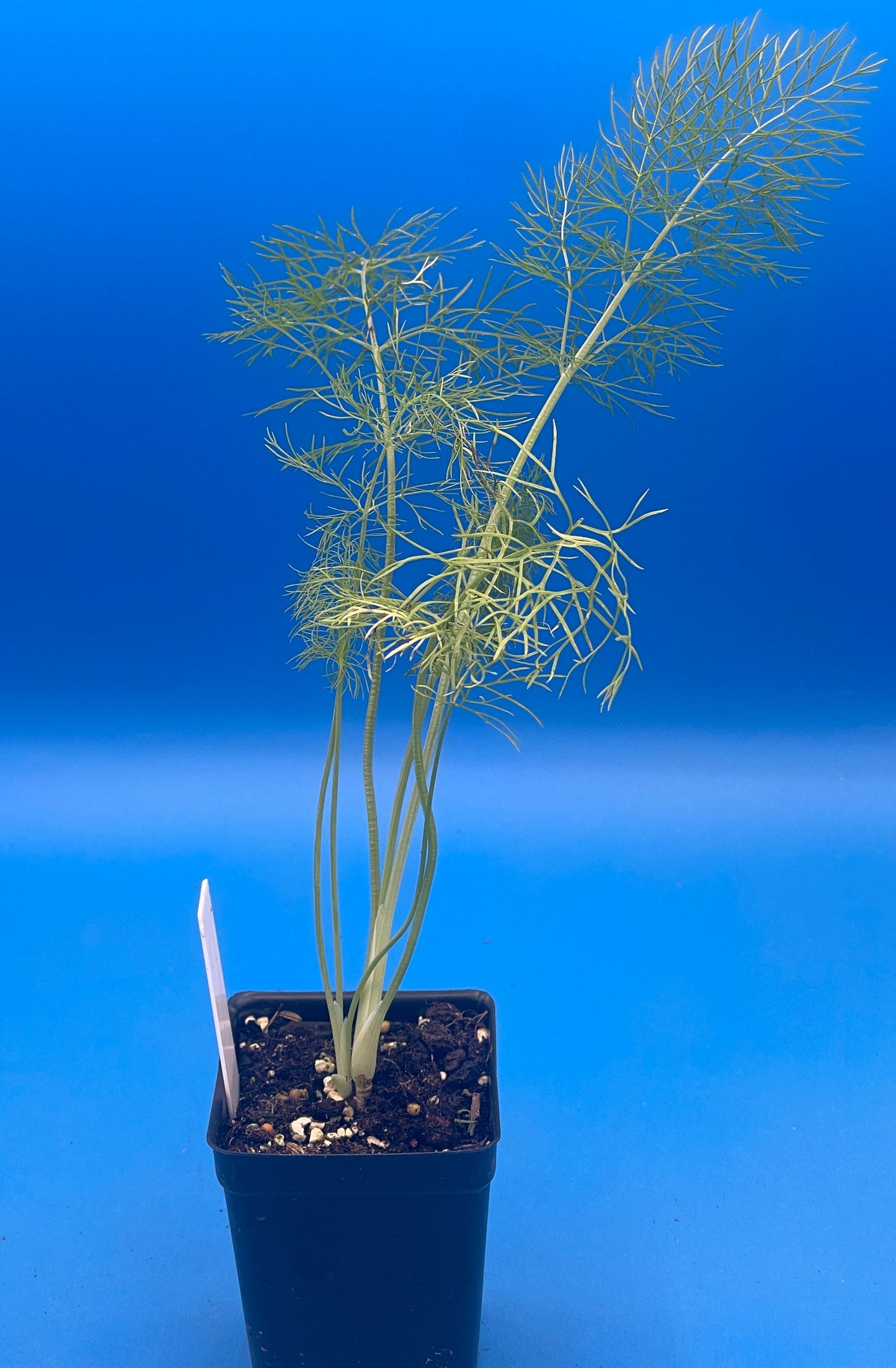 Fennel, Florence Starter Plant - Foeniculum Vulgare - No Shipping To Cailifornia Or Arizona!