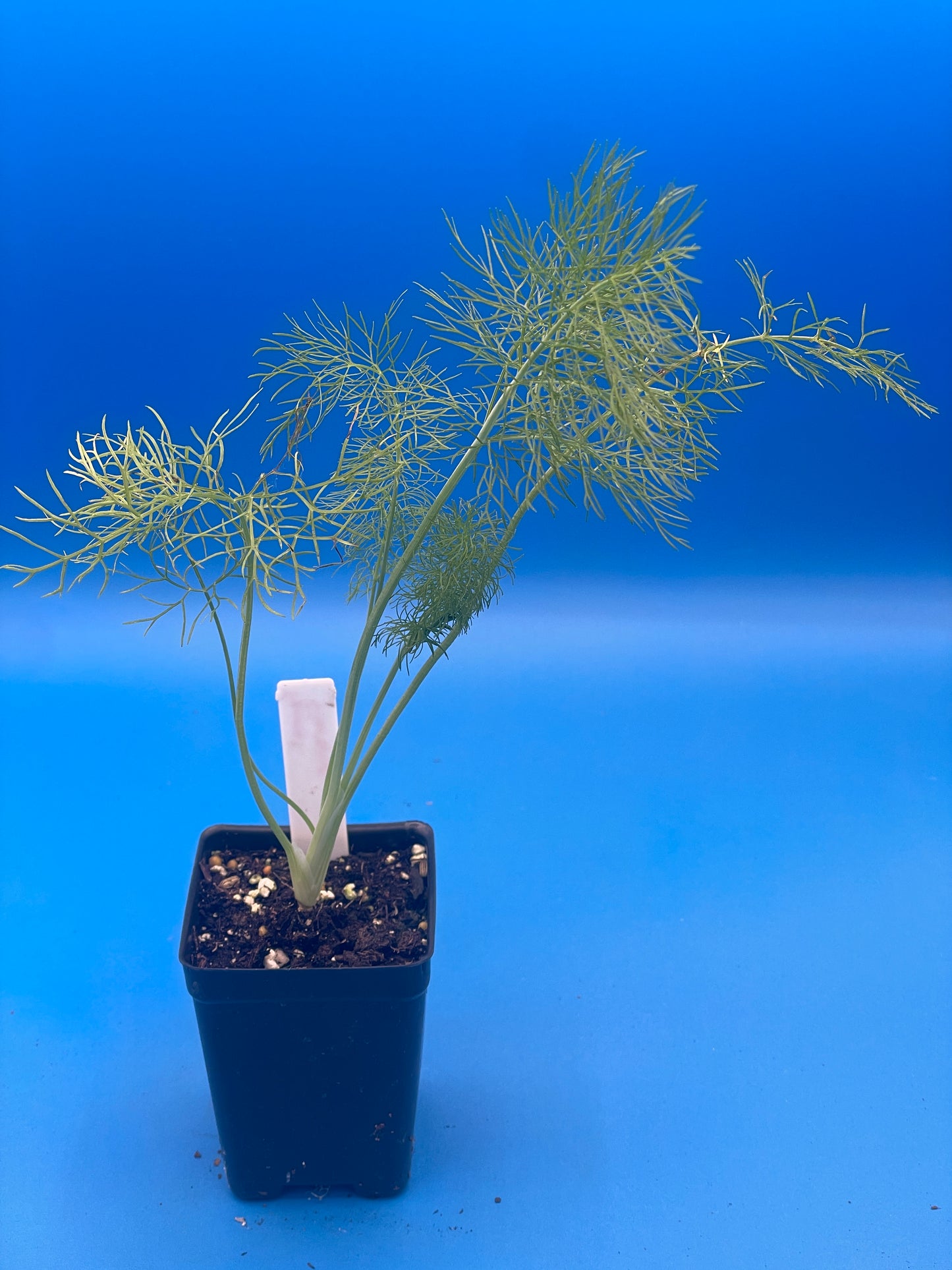 Fennel, Florence Starter Plant - Foeniculum Vulgare - No Shipping To Cailifornia Or Arizona!