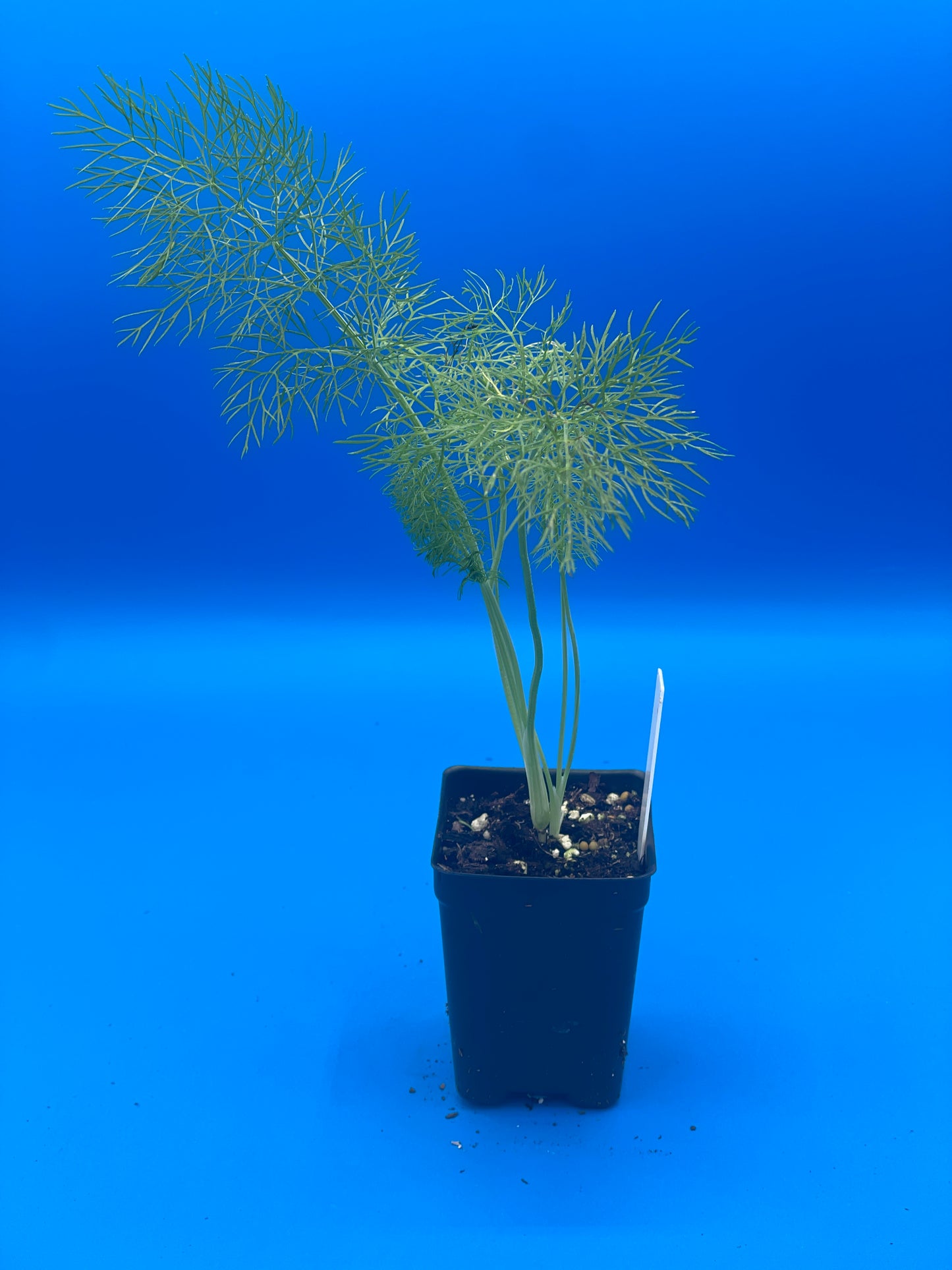 Fennel, Florence Starter Plant - Foeniculum Vulgare - No Shipping To Cailifornia Or Arizona!