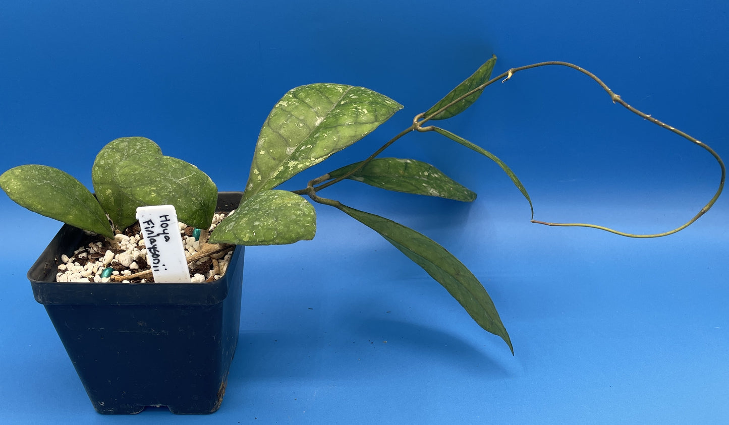 Hoya Finlaysonii Fully Rooted Grown In 3.5" pot - No Shipping To California Or Arizona!