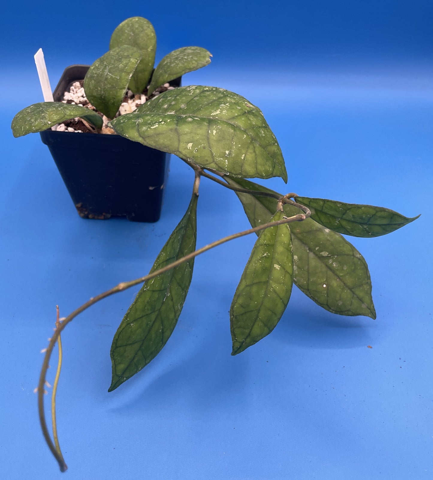 Hoya Finlaysonii Fully Rooted Grown In 3.5" pot - No Shipping To California Or Arizona!