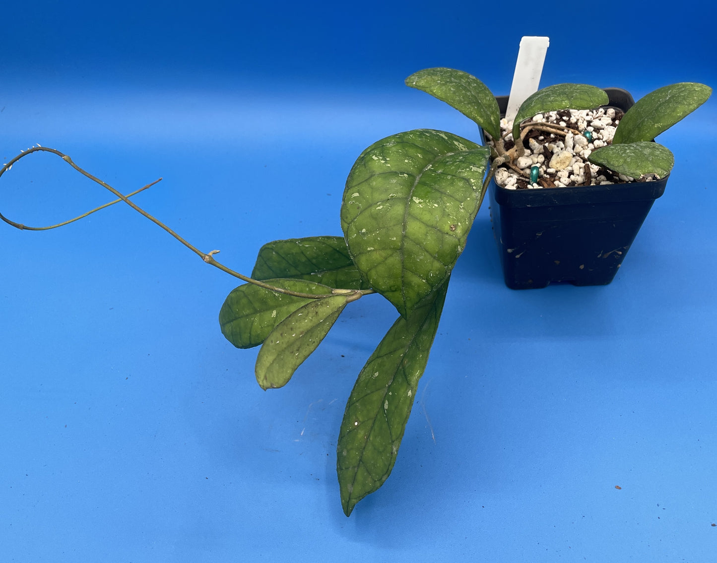Hoya Finlaysonii Fully Rooted Grown In 3.5" pot - No Shipping To California Or Arizona!