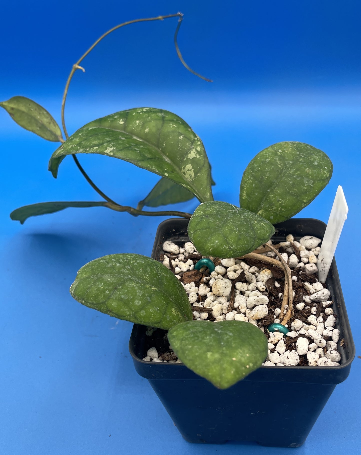 Hoya Finlaysonii Fully Rooted Grown In 3.5" pot - No Shipping To California Or Arizona!