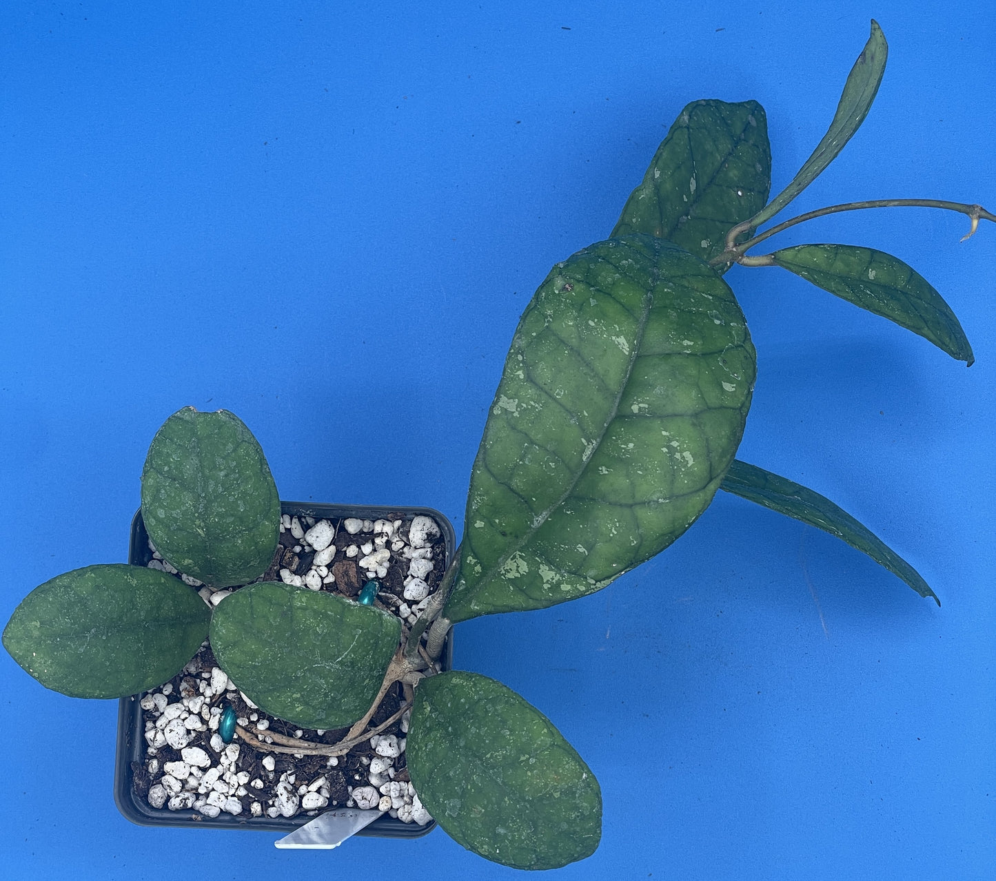 Hoya Finlaysonii Fully Rooted Grown In 3.5" pot - No Shipping To California Or Arizona!