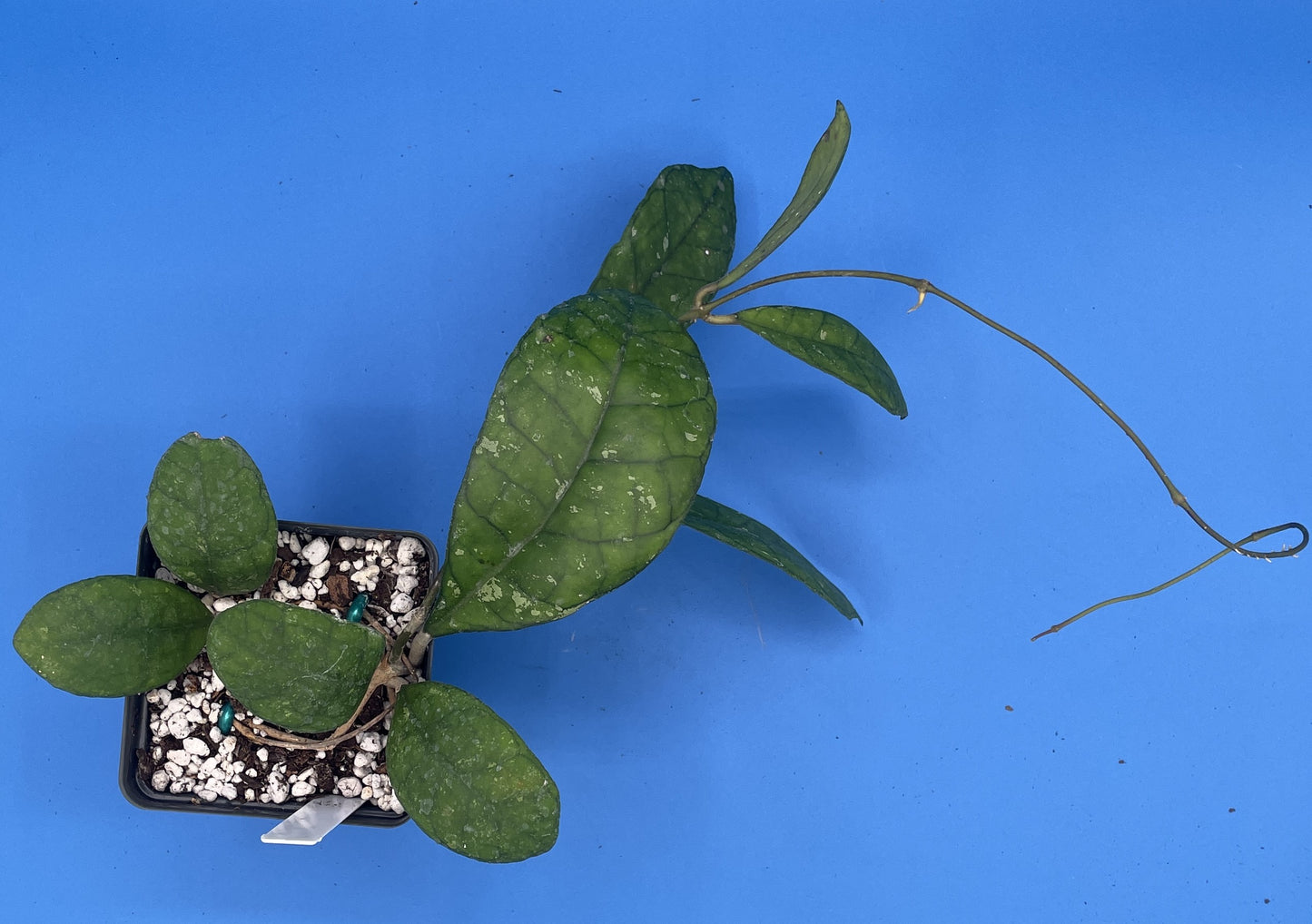 Hoya Finlaysonii Fully Rooted Grown In 3.5" pot - No Shipping To California Or Arizona!