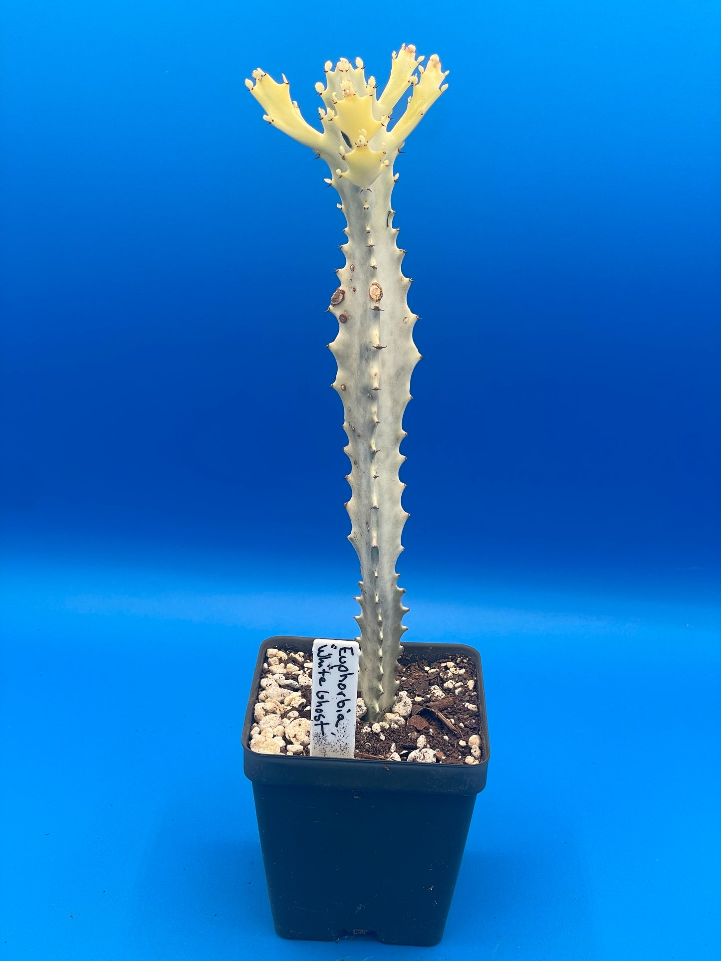 White Ghost Cactus - Euphorbia Lactea - Grown in 3.5" Pot - Tall And Super Healthy! - No Shipping To California Or Arizona!