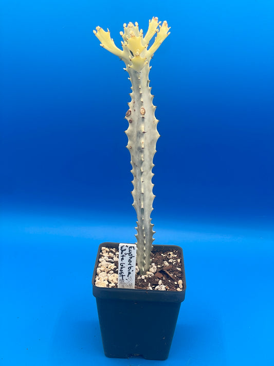 White Ghost Cactus - Euphorbia Lactea - Grown in 3.5" Pot - Tall And Super Healthy! - No Shipping To California Or Arizona!