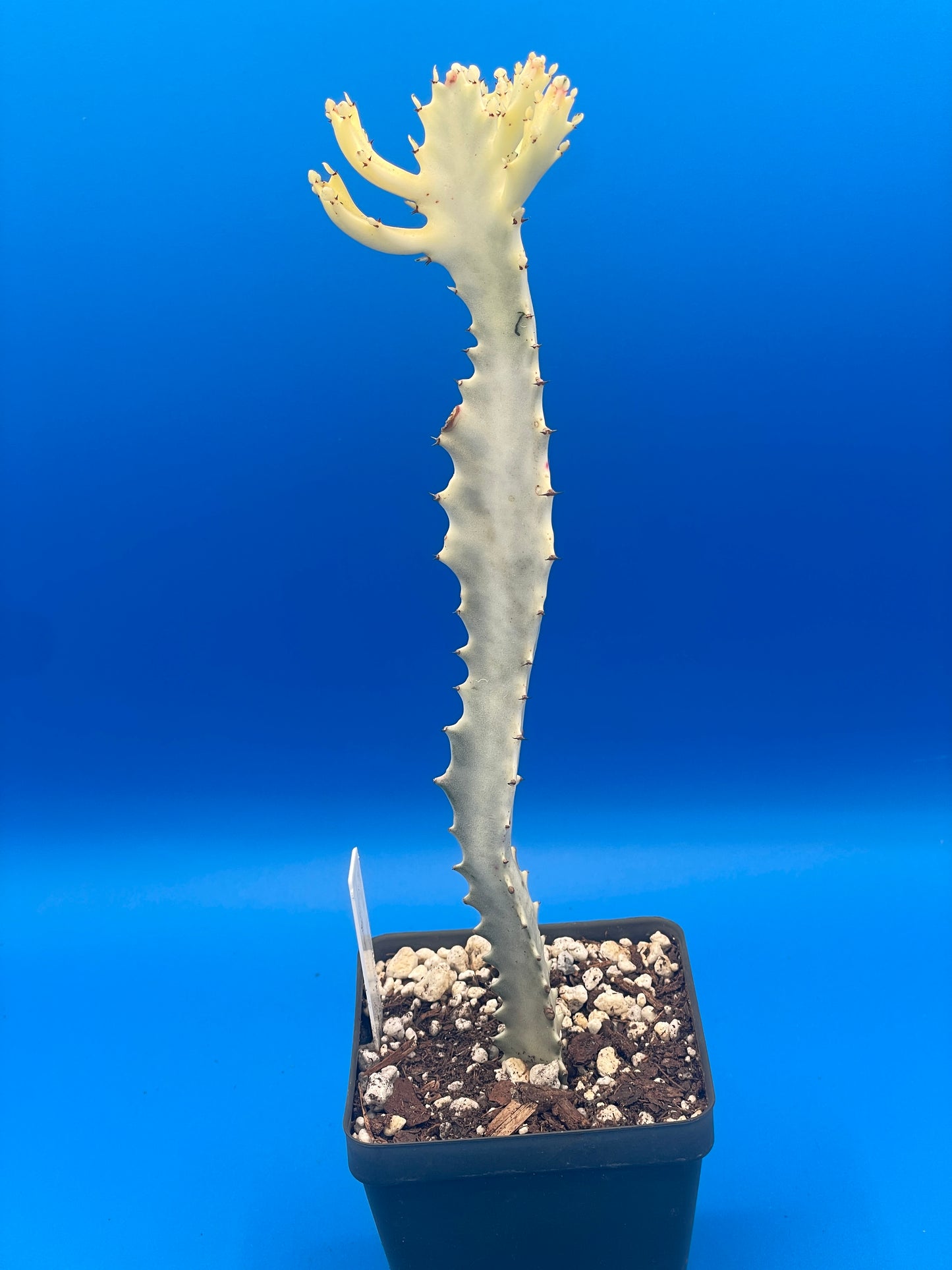 White Ghost Cactus - Euphorbia Lactea - Grown in 3.5" Pot - Tall And Super Healthy! - No Shipping To California Or Arizona!