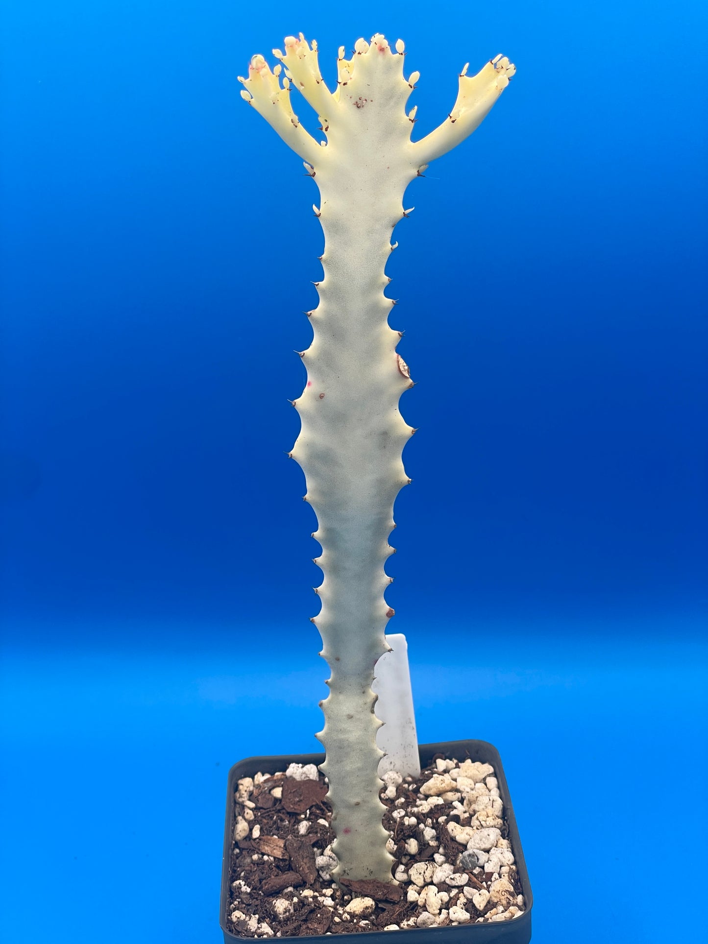 White Ghost Cactus - Euphorbia Lactea - Grown in 3.5" Pot - Tall And Super Healthy! - No Shipping To California Or Arizona!