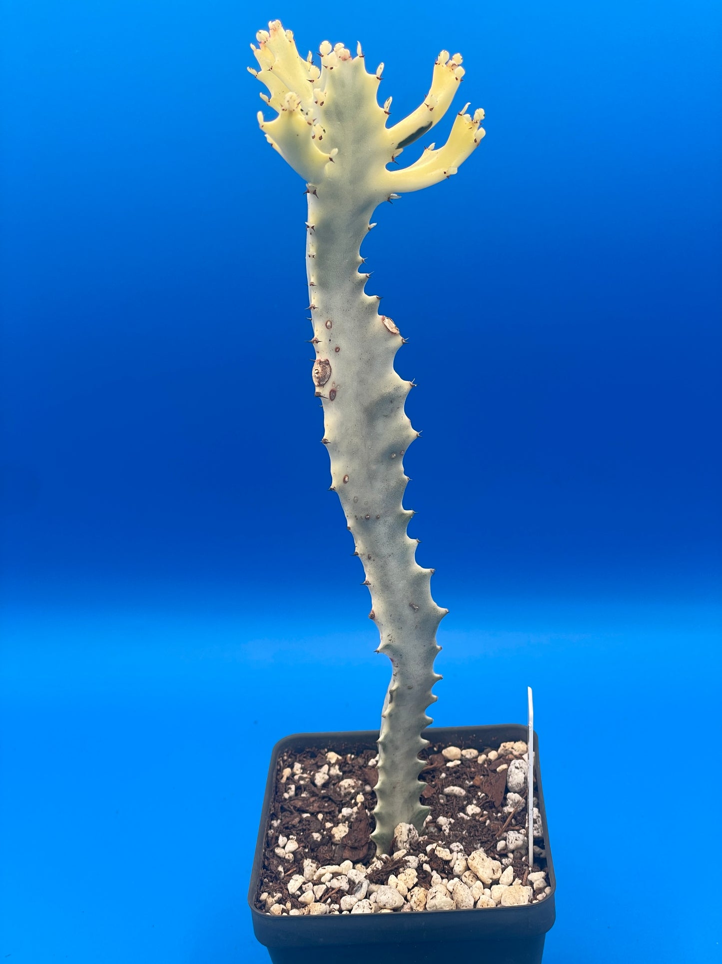 White Ghost Cactus - Euphorbia Lactea - Grown in 3.5" Pot - Tall And Super Healthy! - No Shipping To California Or Arizona!
