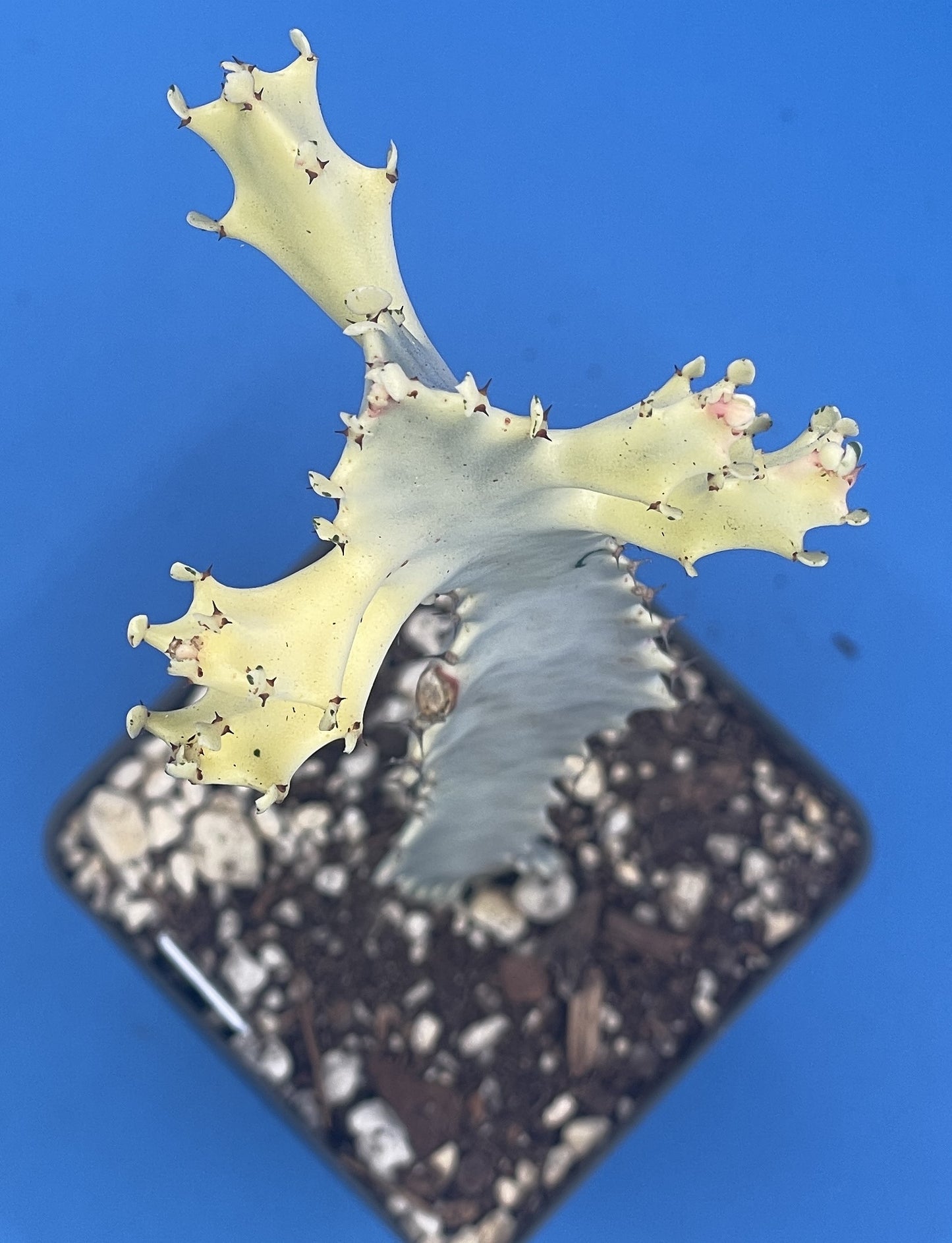 White Ghost Cactus - Euphorbia Lactea - Grown in 3.5" Pot - Tall And Super Healthy! - No Shipping To California Or Arizona!