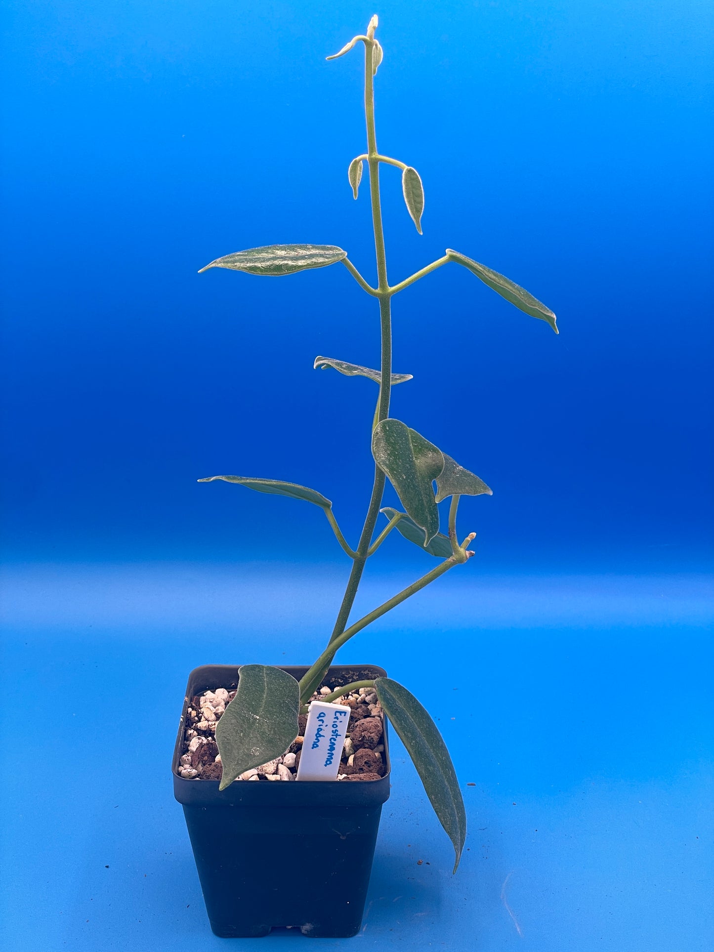 Hoya Ariadna Fully Rooted Grown In 3.5" pot - Eriostemma Ariadna - No Shipping To California Or Arizona!