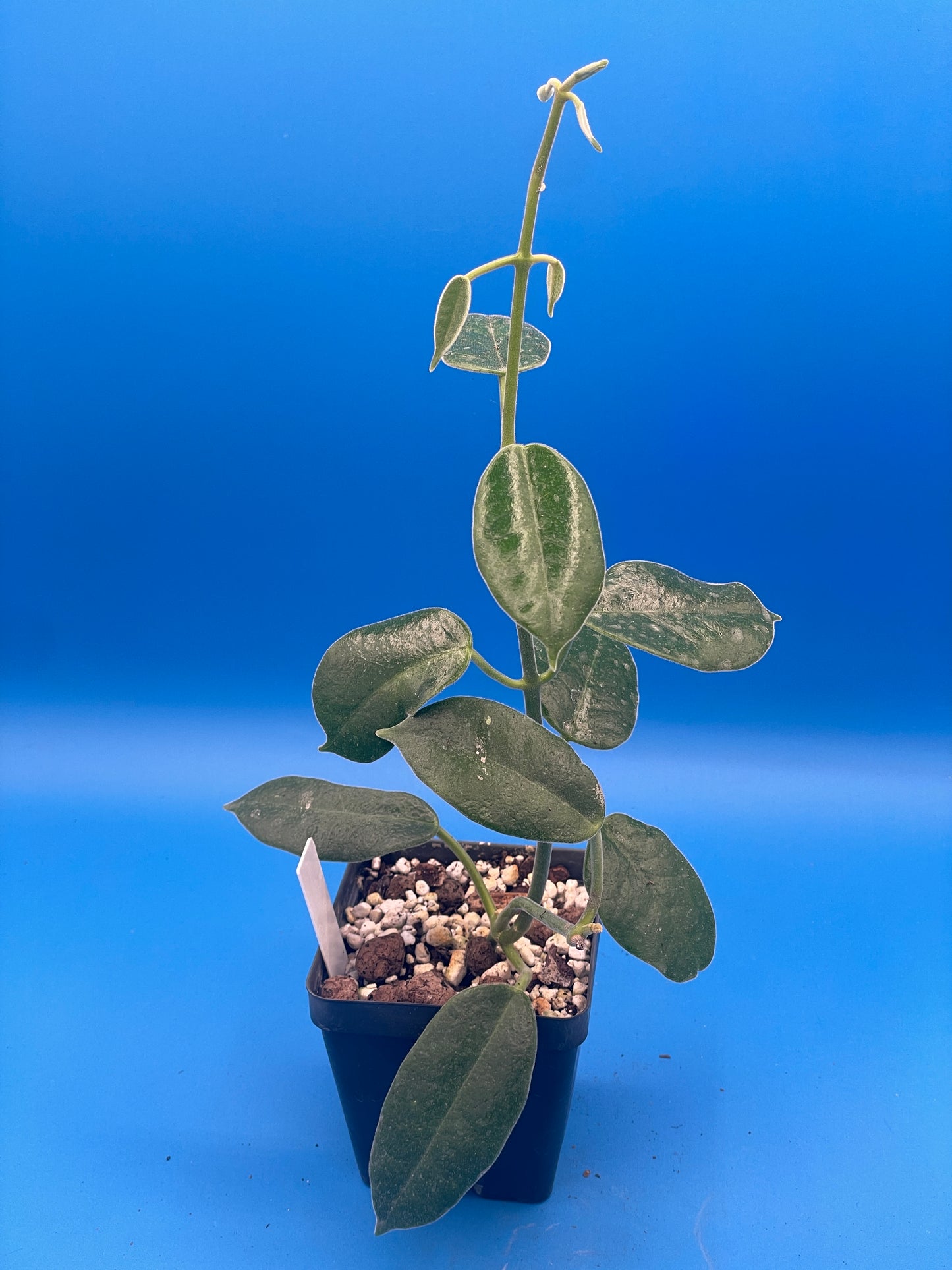 Hoya Ariadna Fully Rooted Grown In 3.5" pot - Eriostemma Ariadna - No Shipping To California Or Arizona!