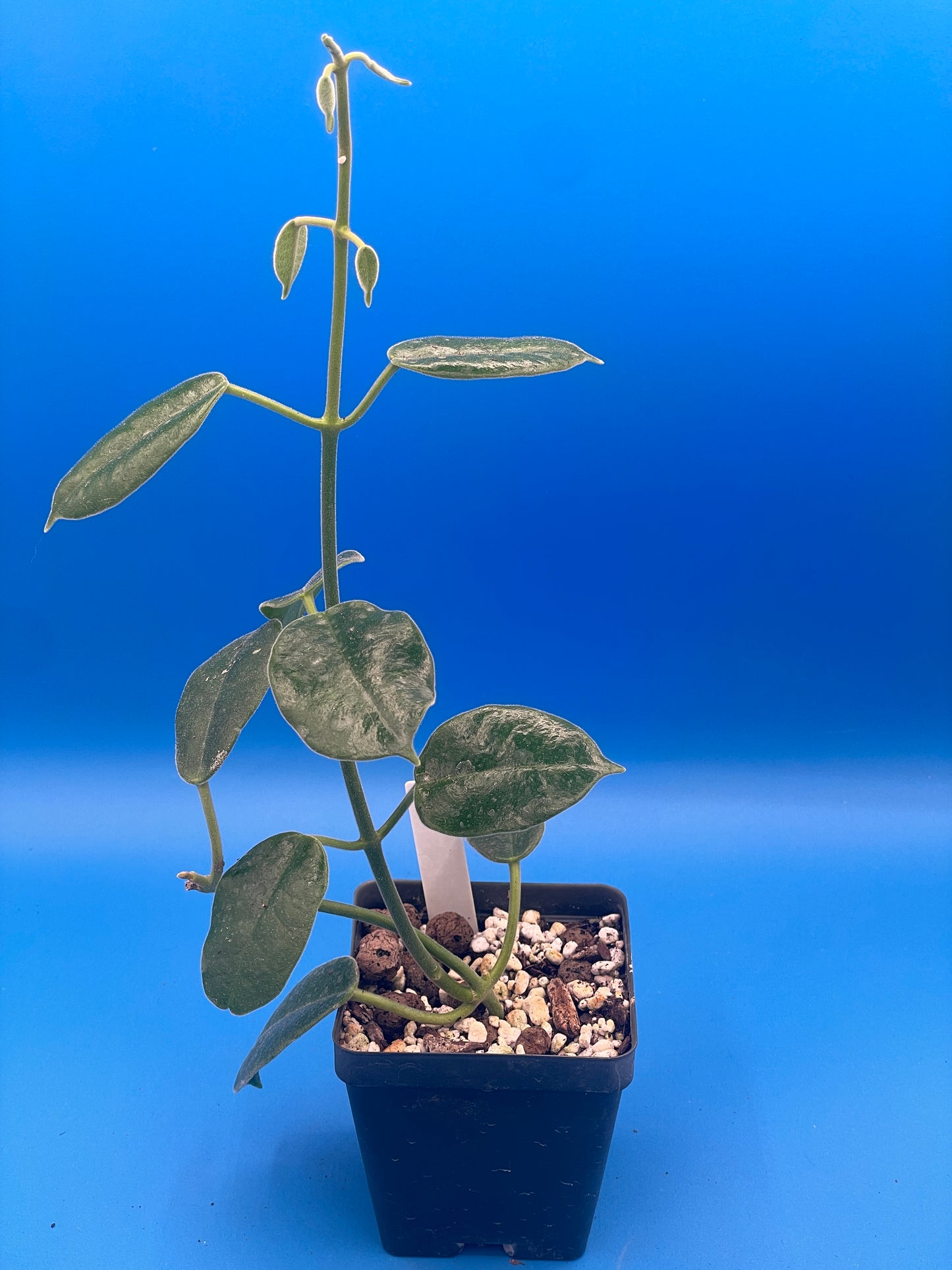 Hoya Ariadna Fully Rooted Grown In 3.5" pot - Eriostemma Ariadna - No Shipping To California Or Arizona!