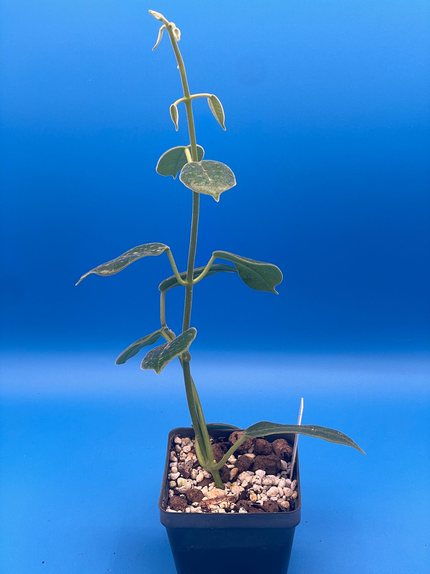 Hoya Ariadna Fully Rooted Grown In 3.5" pot - Eriostemma Ariadna - No Shipping To California Or Arizona!