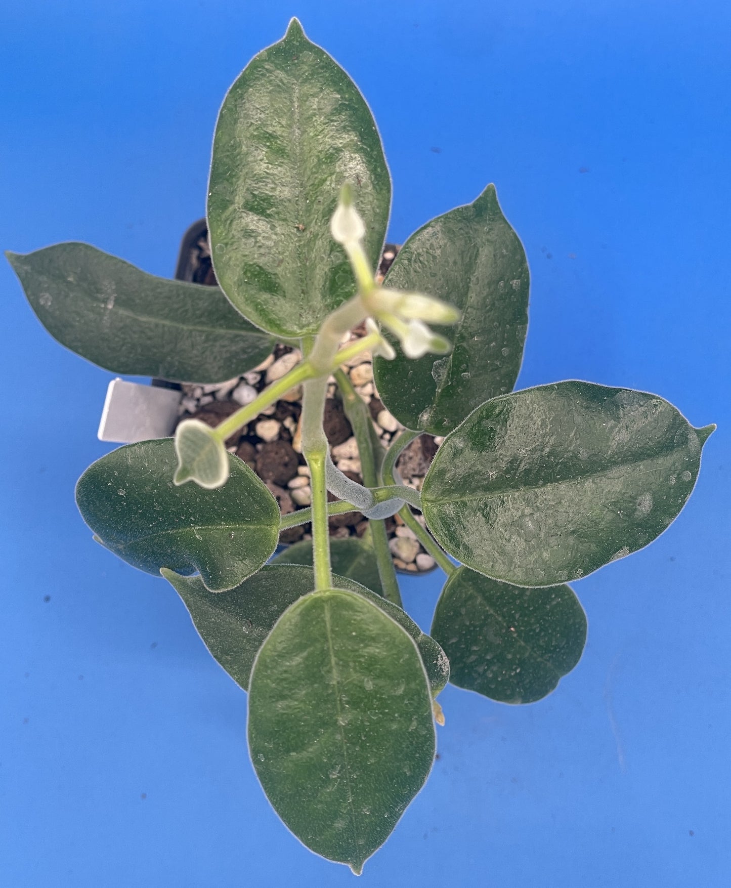 Hoya Ariadna Fully Rooted Grown In 3.5" pot - Eriostemma Ariadna - No Shipping To California Or Arizona!