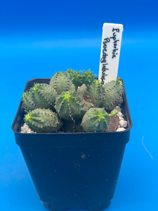 Euphorbia Pseudoglobulosa Grown In 3.5" Pot - Full And Super Healthy!