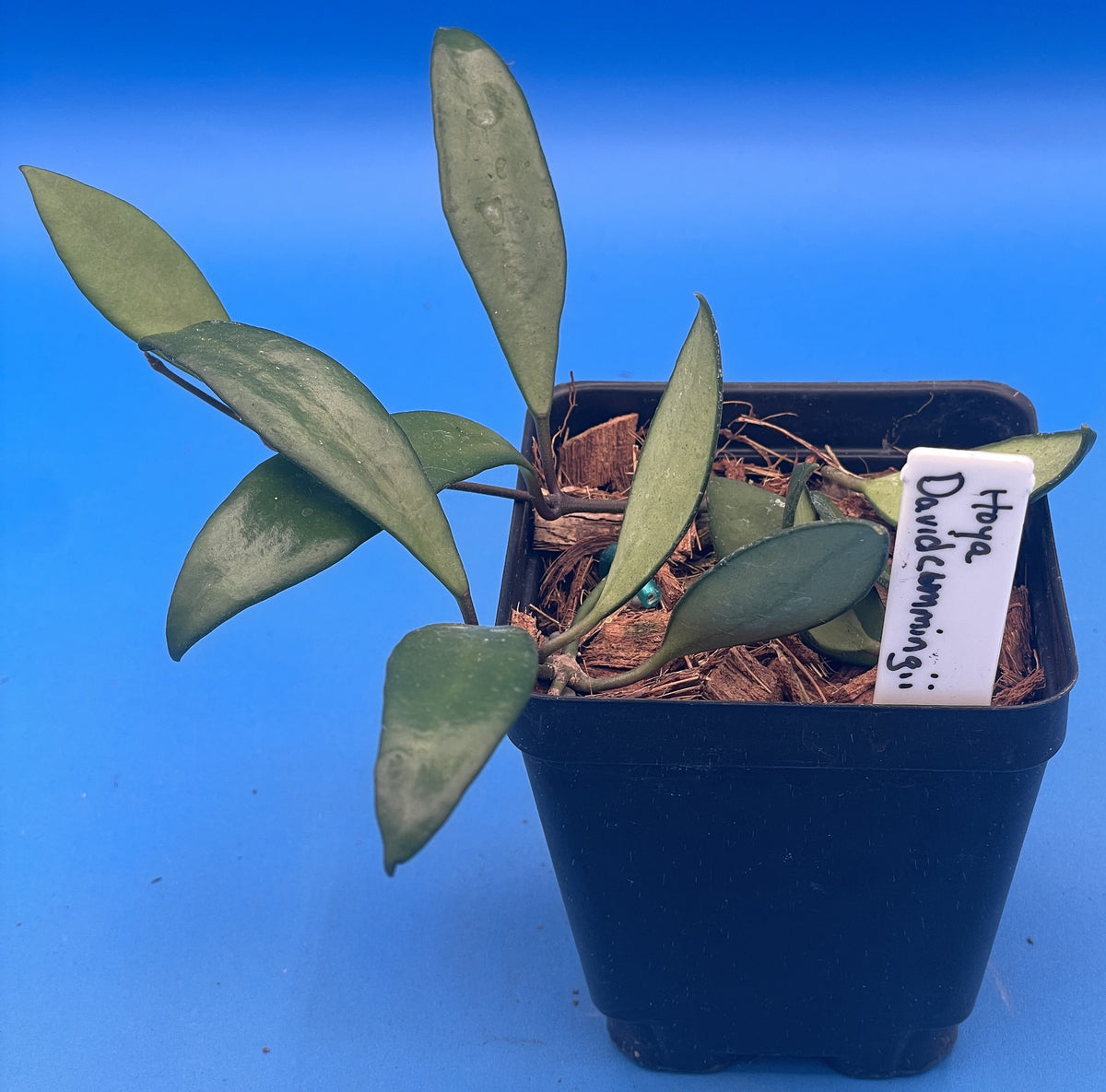 Hoya Davidcummingii -Rooted In 3.5" Pot- Will Bloom Year Round! Multiple Nodes