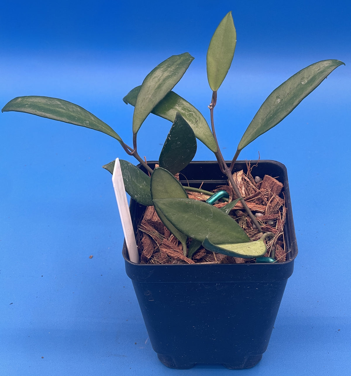 Hoya Davidcummingii -Rooted In 3.5" Pot- Will Bloom Year Round! Multiple Nodes