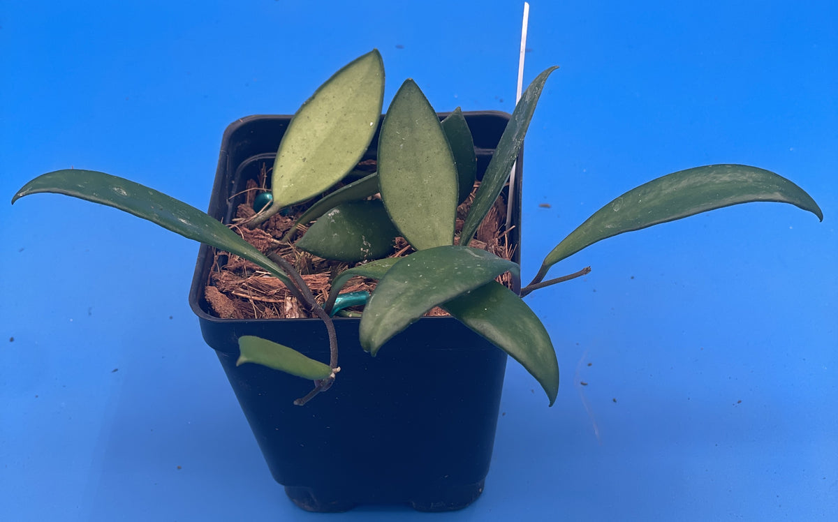Hoya Davidcummingii -Rooted In 3.5" Pot- Will Bloom Year Round! Multiple Nodes