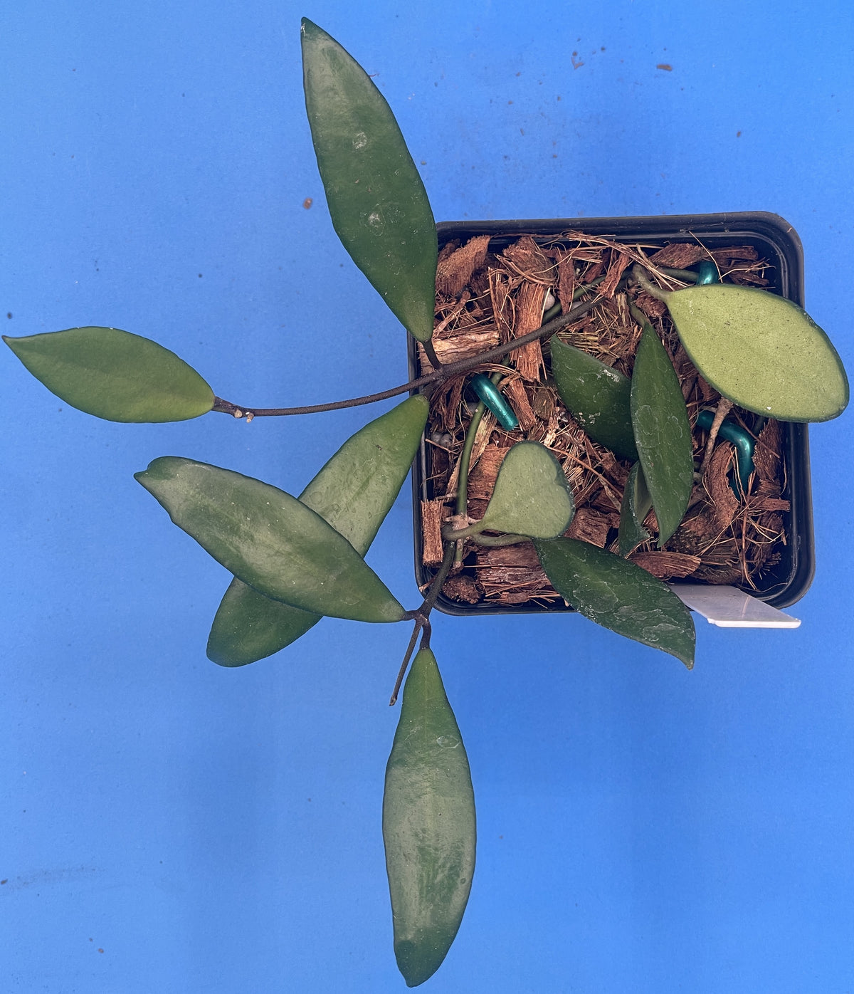 Hoya Davidcummingii -Rooted In 3.5" Pot- Will Bloom Year Round! Multiple Nodes