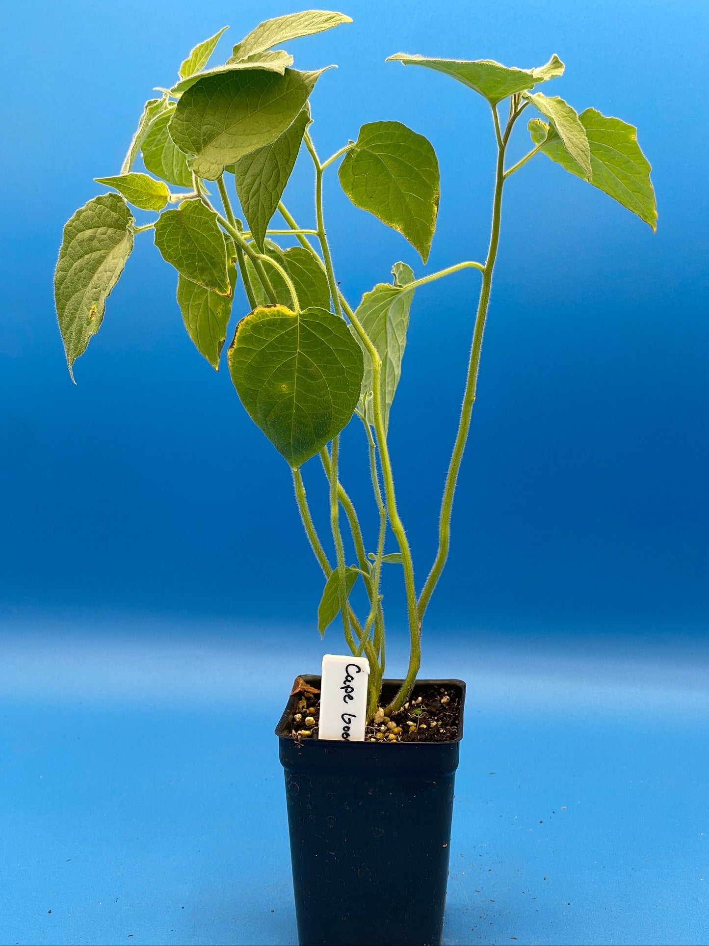 Cape Gooseberry Starter Plant - Physalis Peruviana Peruvian Ground Cherry